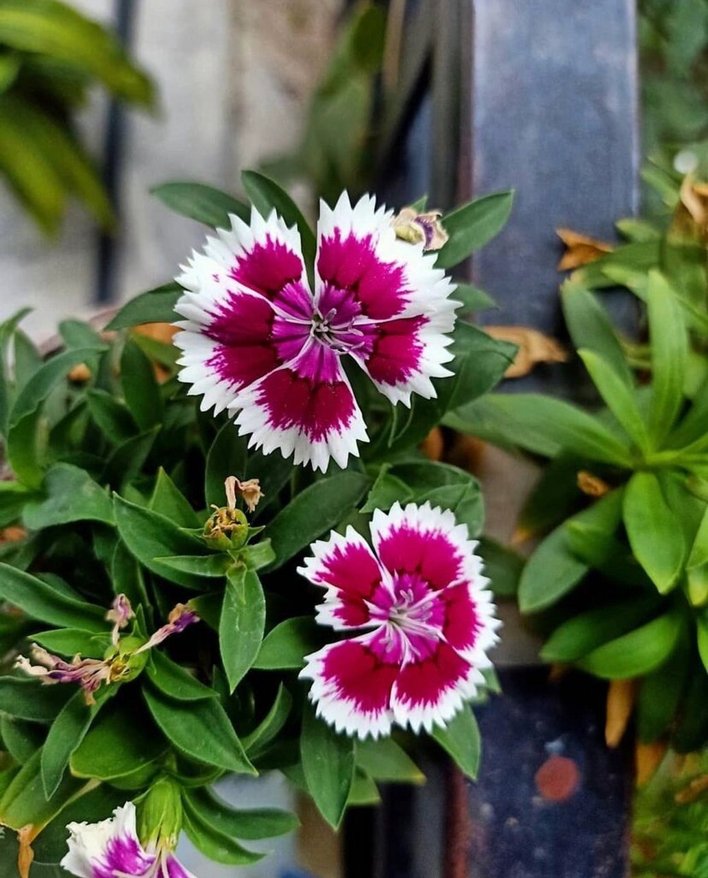 50 | 石竹 dianthuschinensis 石竹,石竹科石竹属多年生草本植物