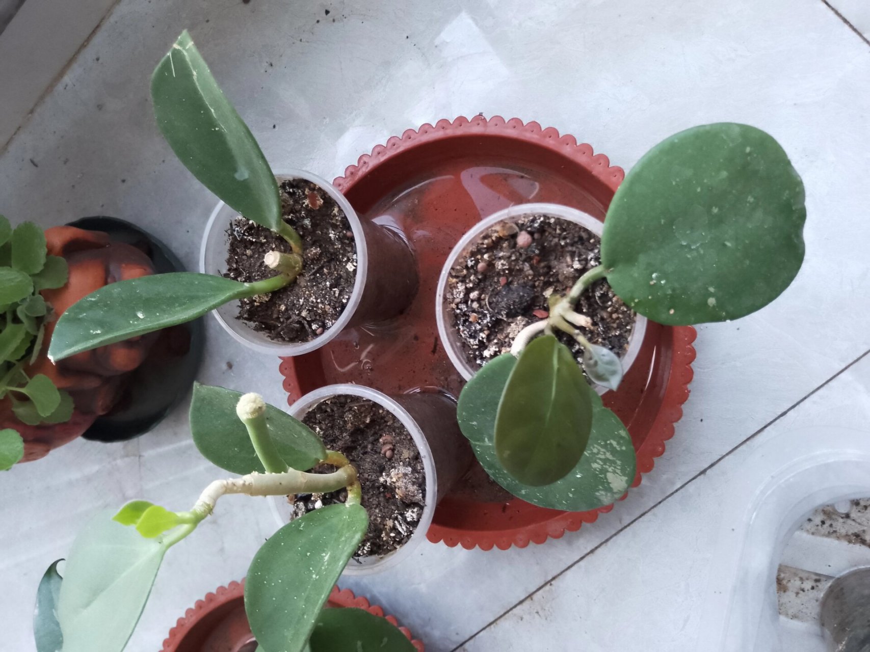 球兰扦插原来这么简单 五月底花友送我的球兰枝条,修剪晾干伤口后,就