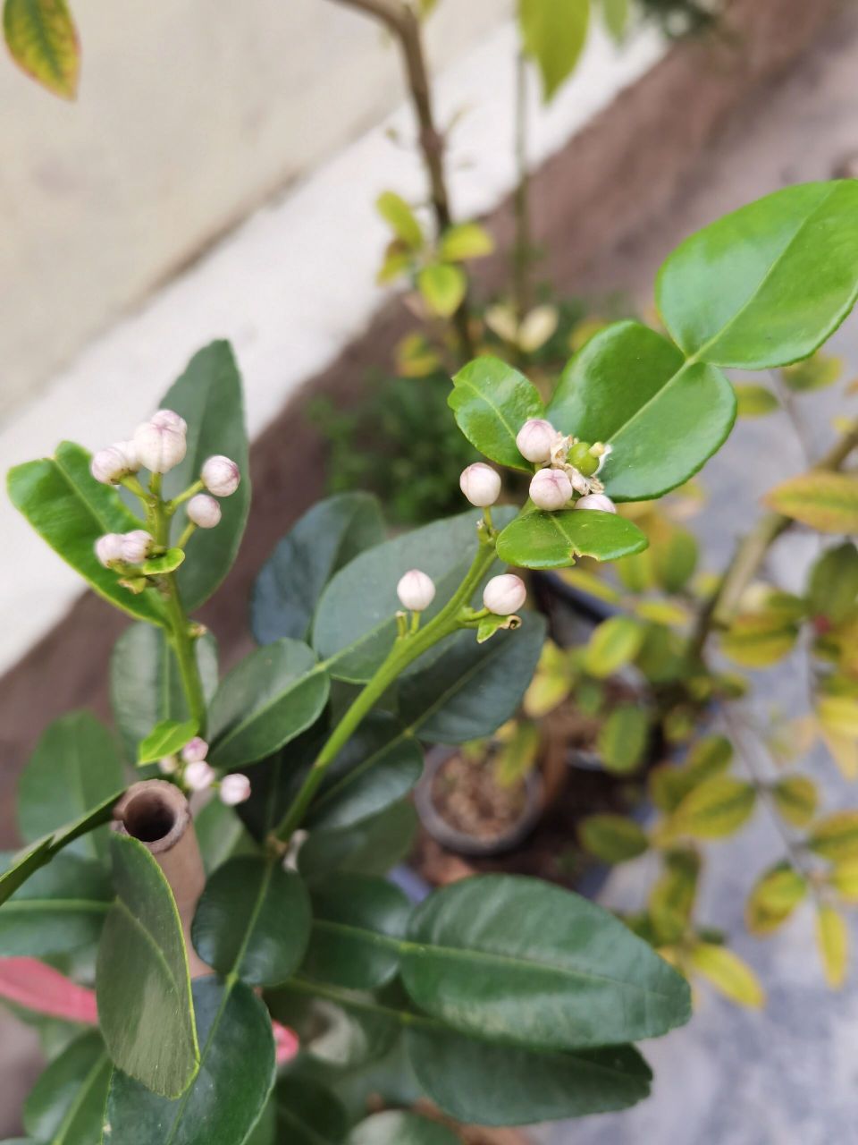 泰国皱皮柠檬成熟了