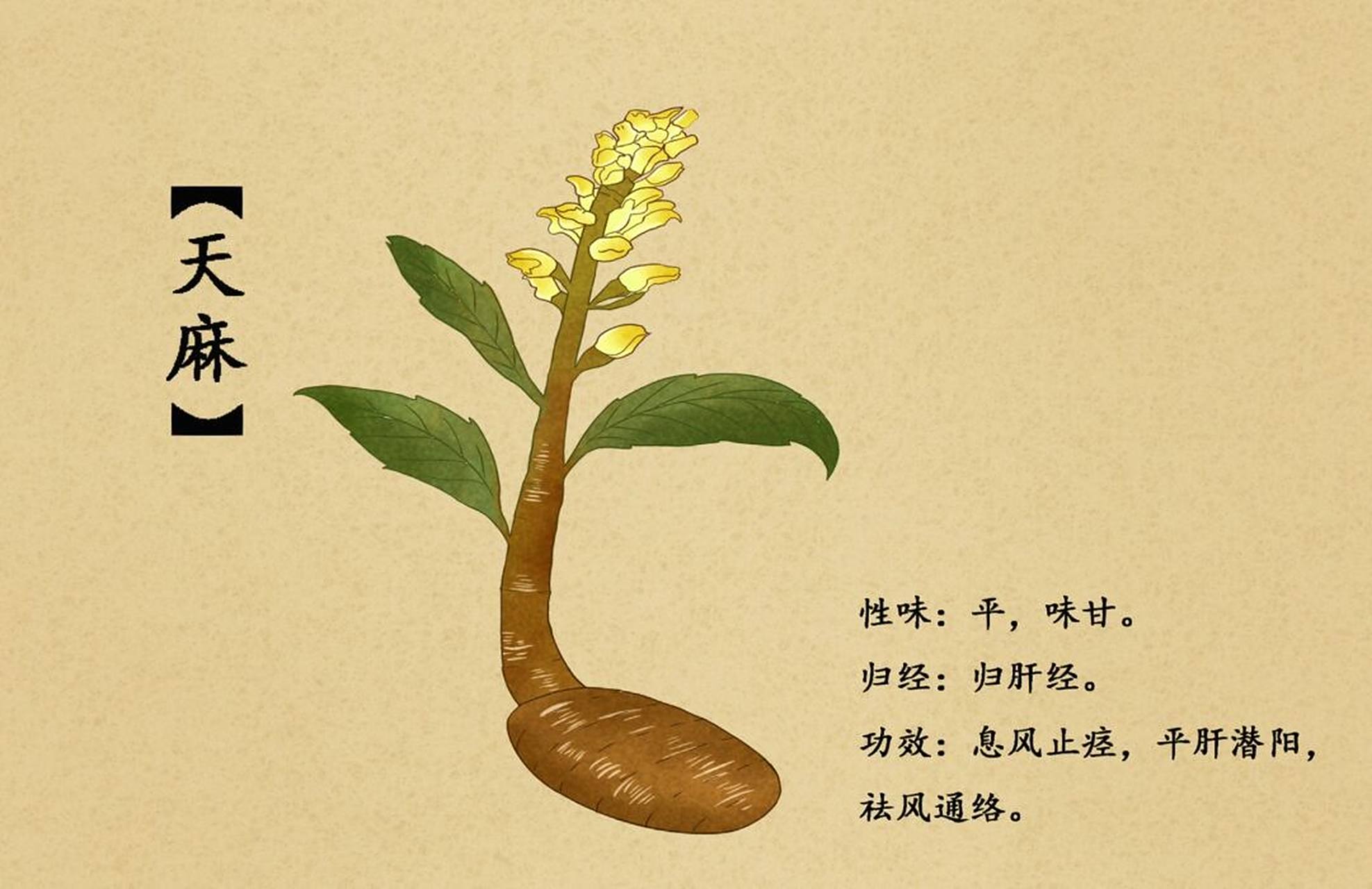 看图识中草药:《天麻功效与作用》 功效与作用 息风止痉,平抑肝阳