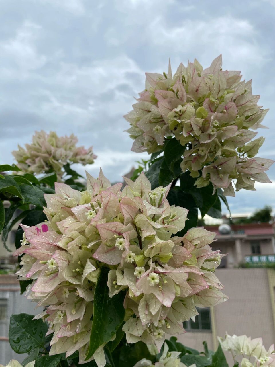 雨后手捧花状的三角梅菲菲娜白