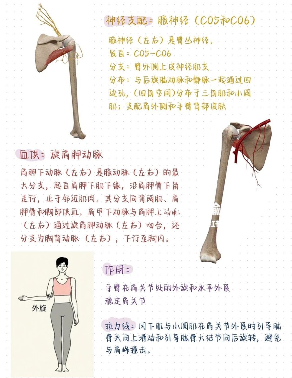 小圆肌解剖图图片