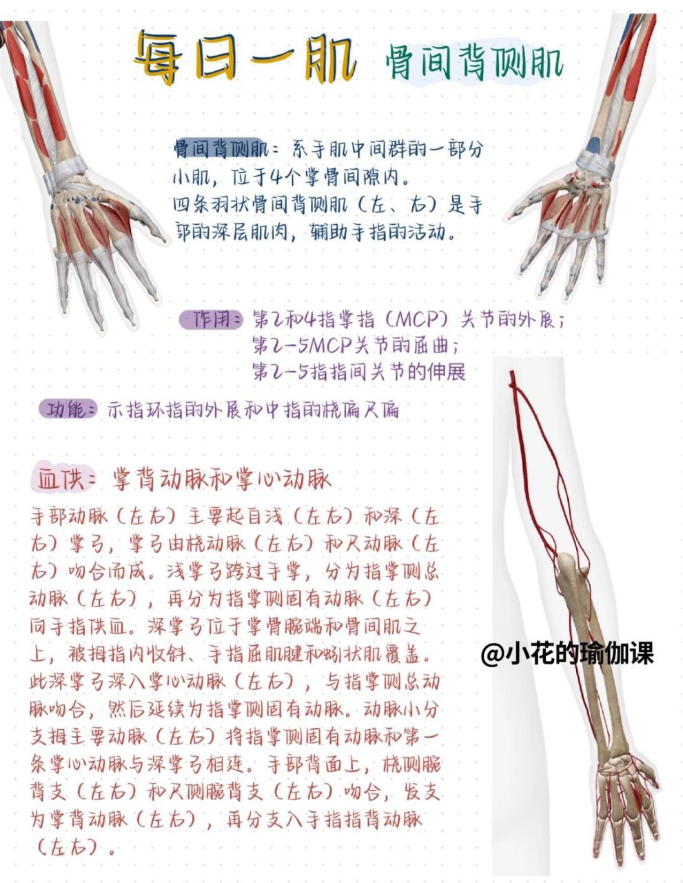 94我又来更新肌肉篇了,跟我一起学肌肉吧 每日一肌 【骨间背侧肌】