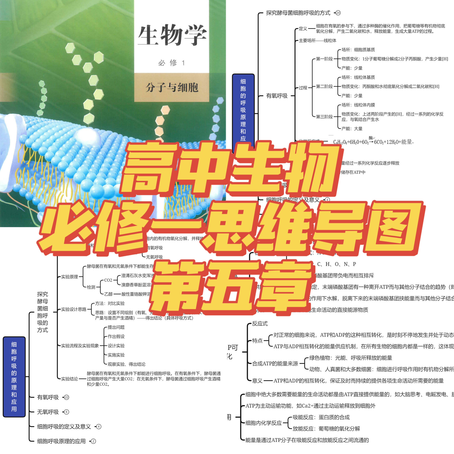 思维导图 高中生物必修一第五章