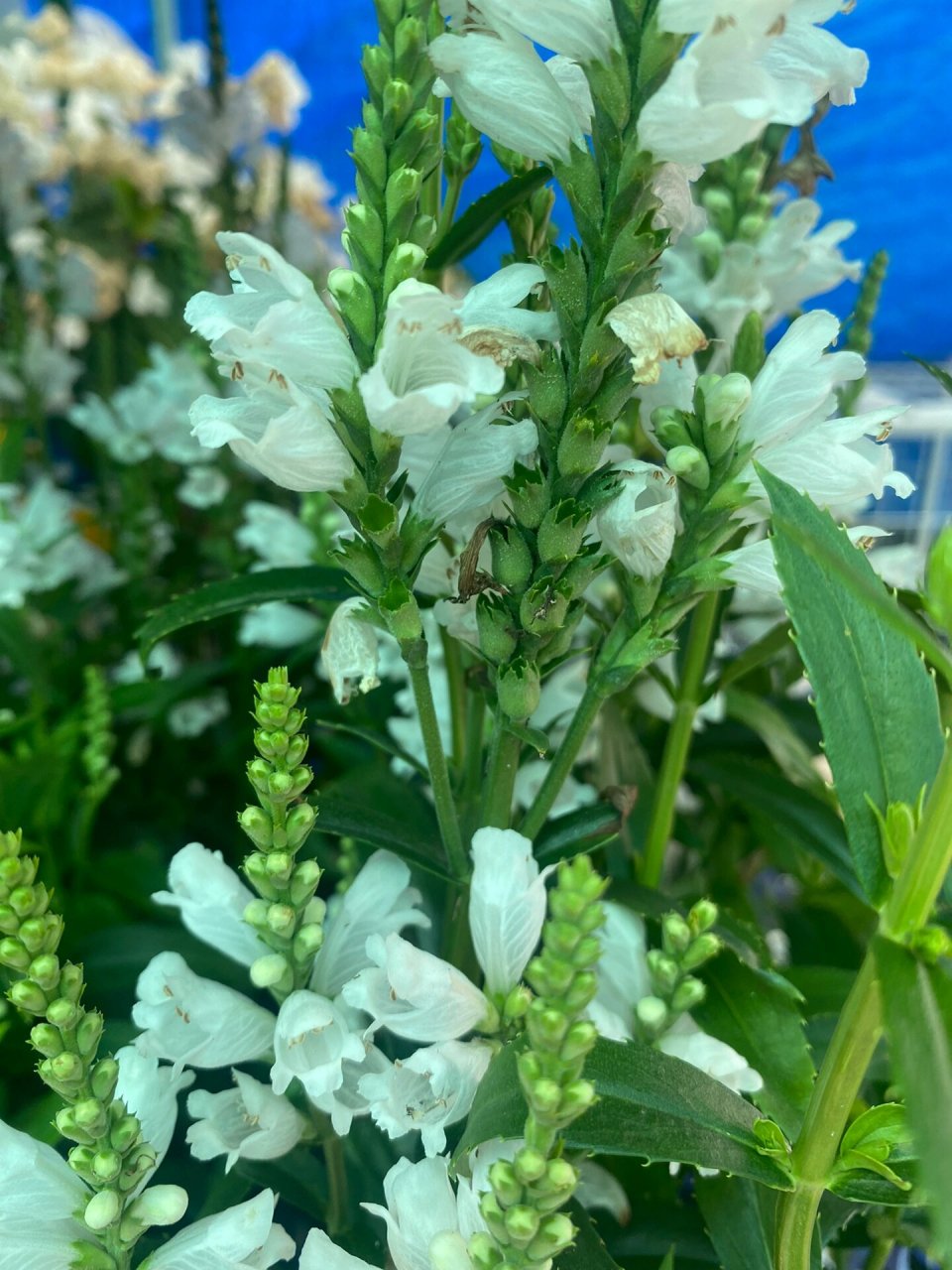 假龙头花(多年生) 939002woodbine02ave02王府井停车场花圃 31