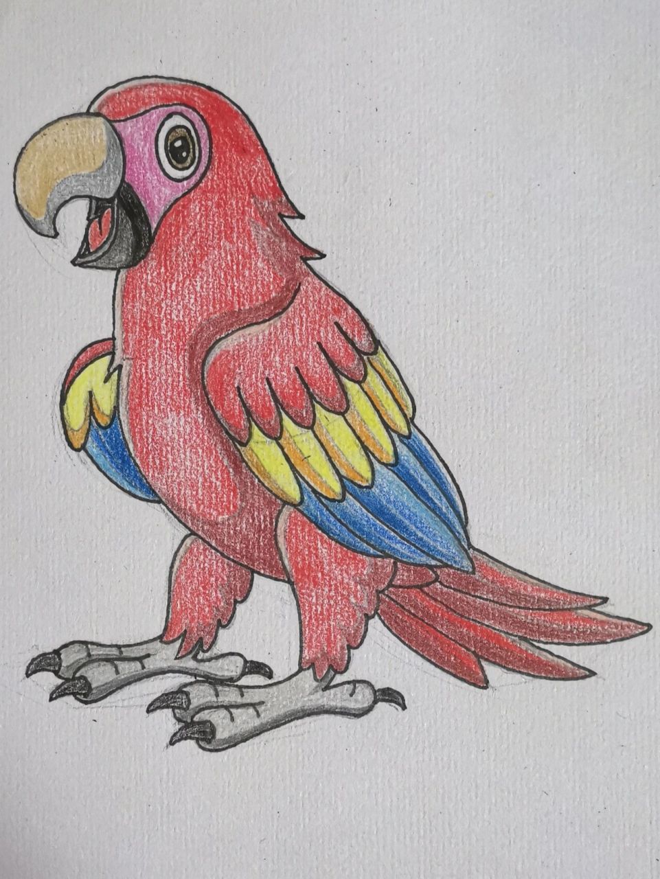 鹦鹉的简笔画彩色图片