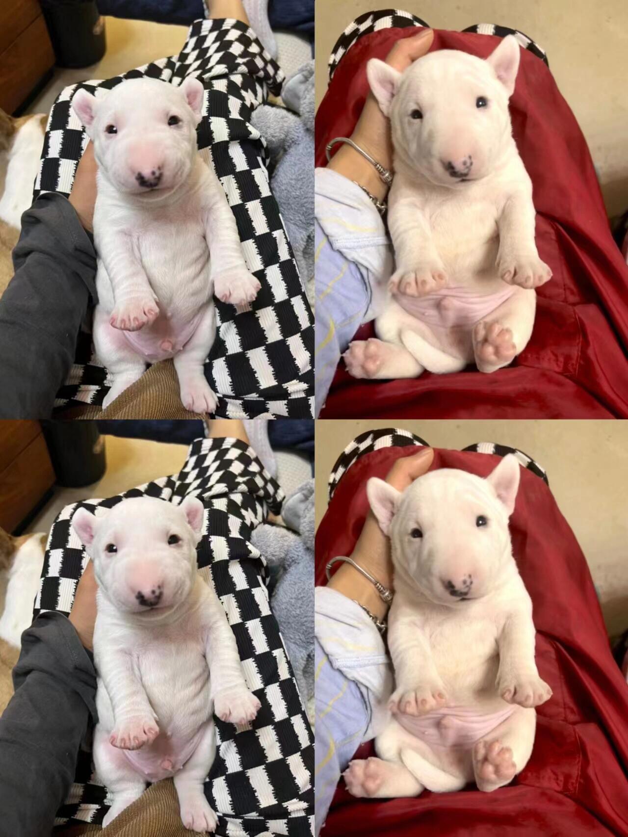 迷你牛头梗宝宝3800一只(找个好人家)  自家繁殖一窝迷你小体牛头梗一