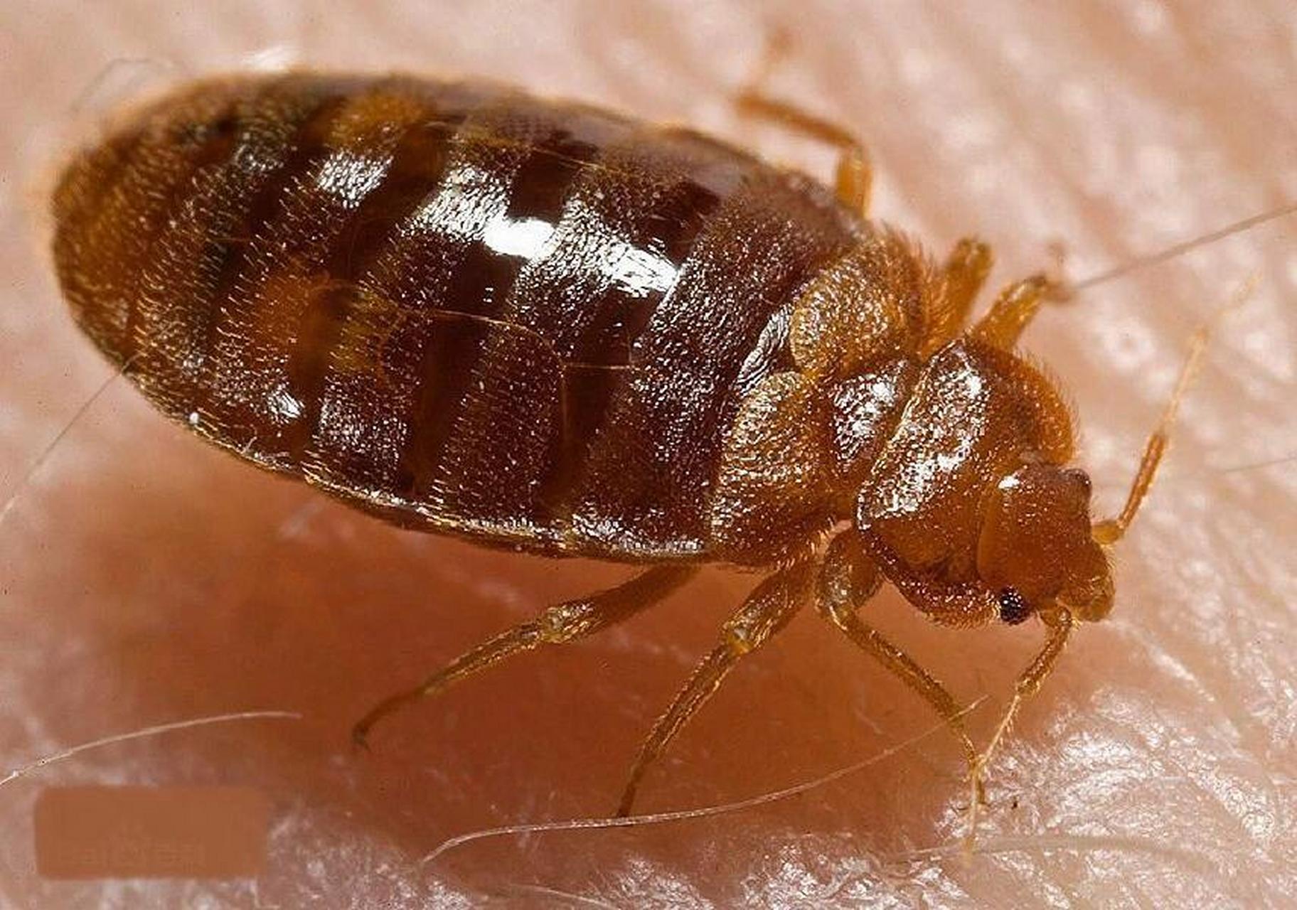 臭虫在世界范围内广泛分布, 对人体有書的主要有