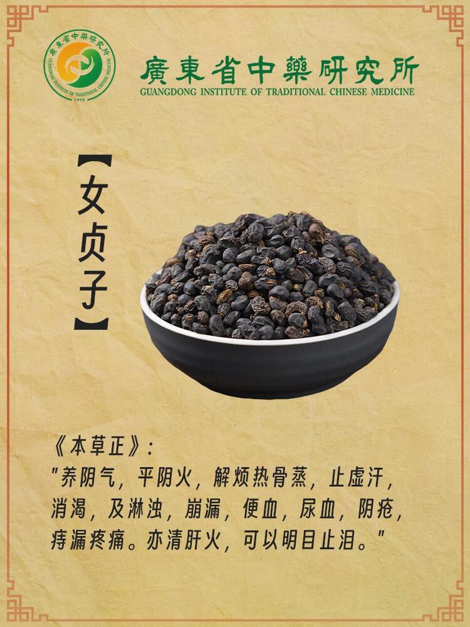 91广东省中药研究所中药每日科普-女贞子 女贞子 【别名】女贞,冬青