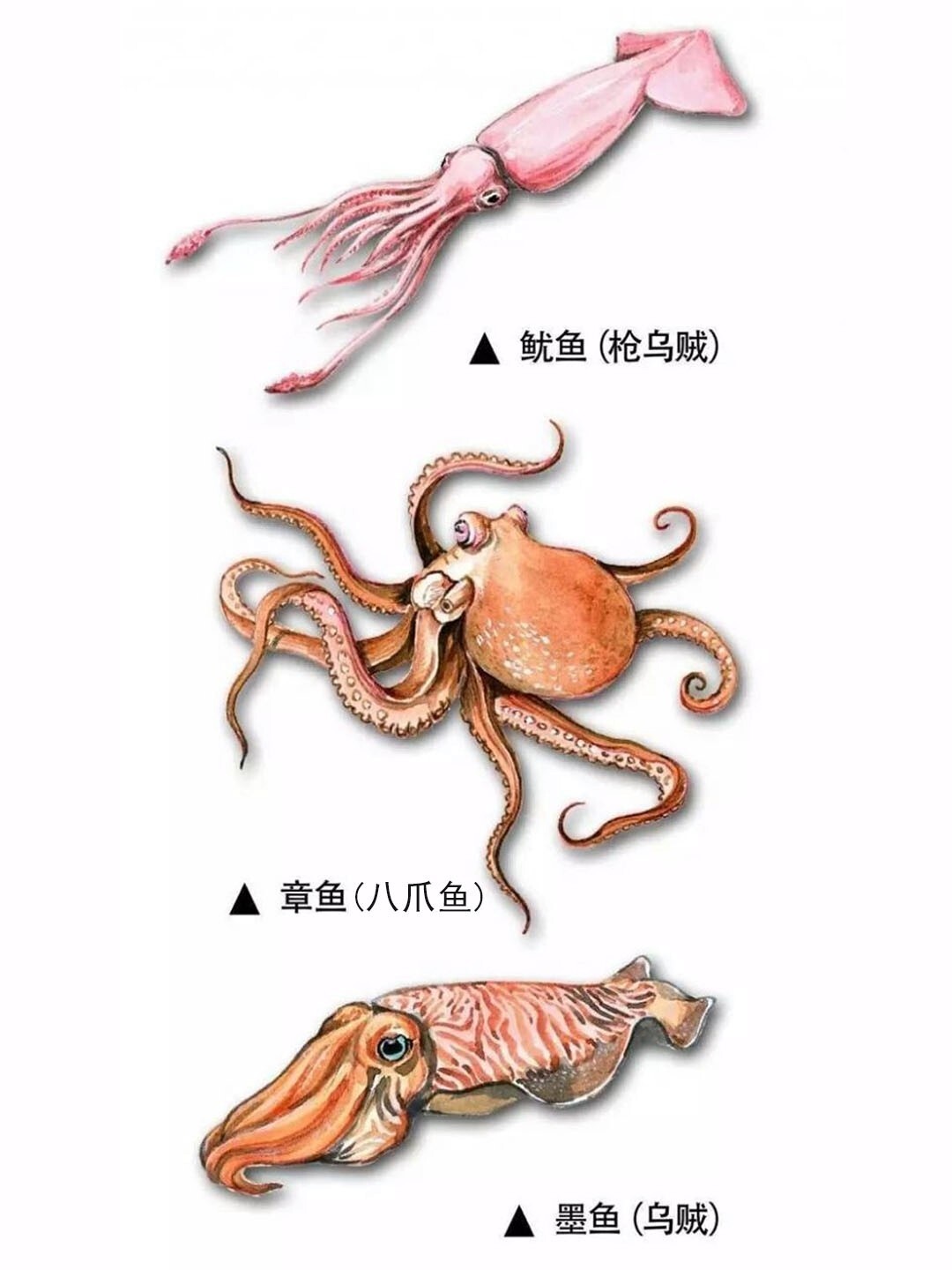 科普|墨鱼/章鱼99/鱿鱼到底怎么区分71 78关于墨鱼章鱼鱿鱼到底
