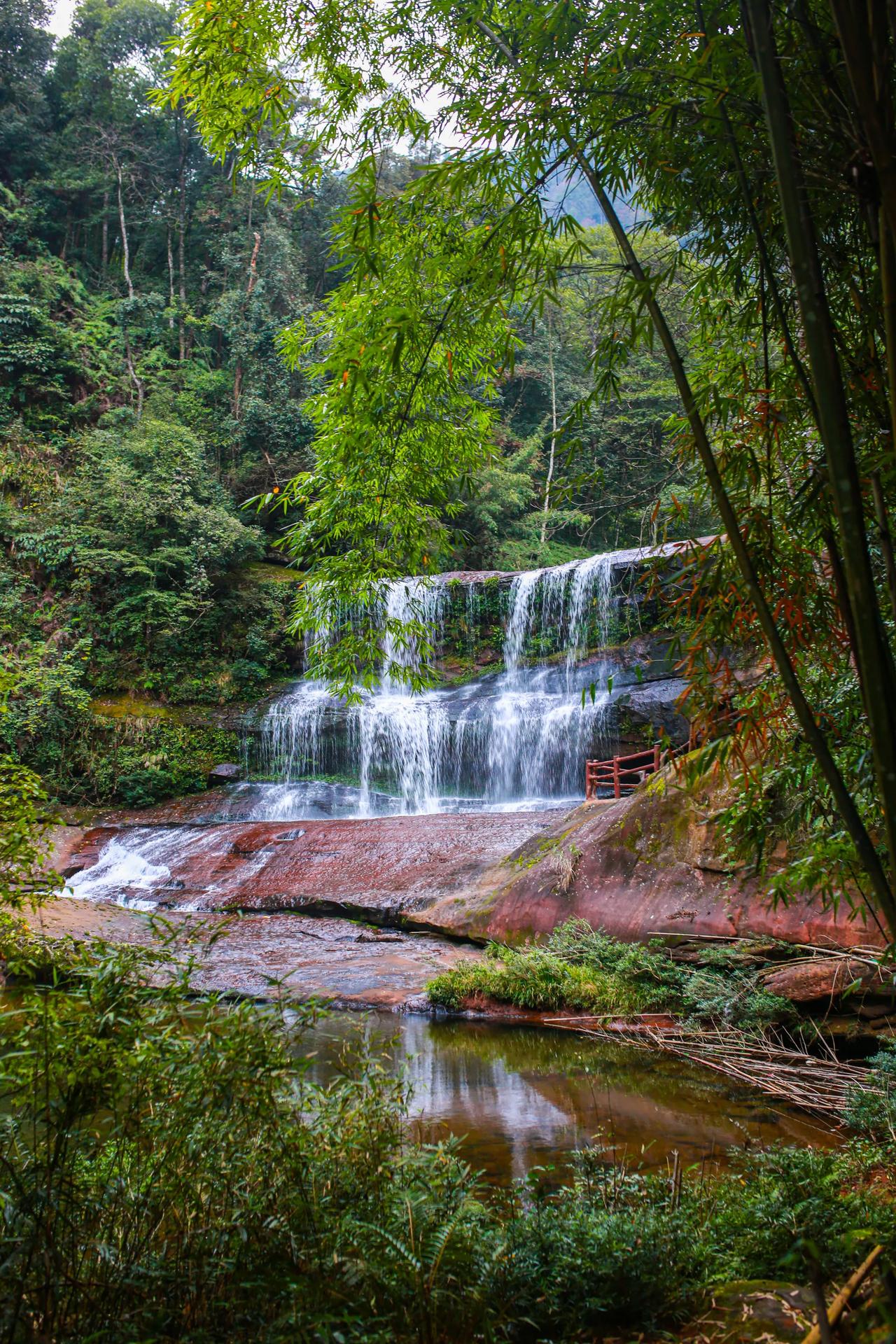 黄荆老林,亚热带原始常绿阔叶林区,四季常青