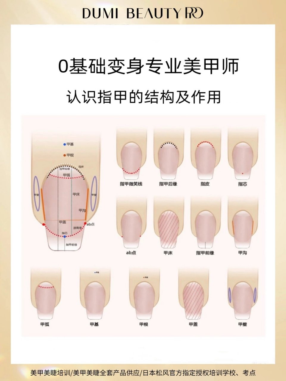 美甲结构图及分解图片