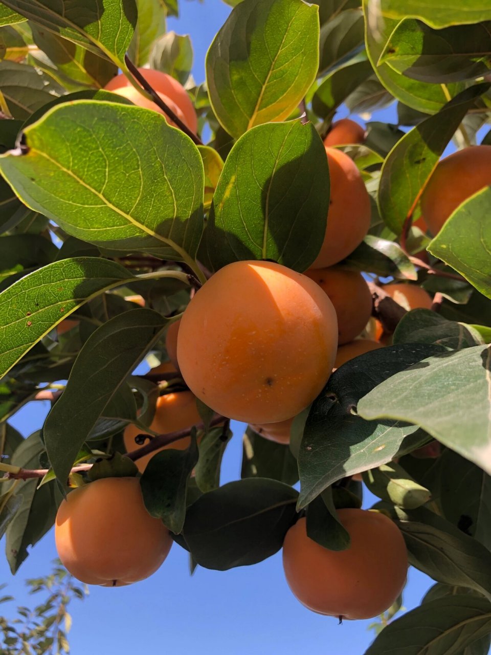来报恩的脆柿子树 蓝天下的柿子,太爱了,打包装箱发快递