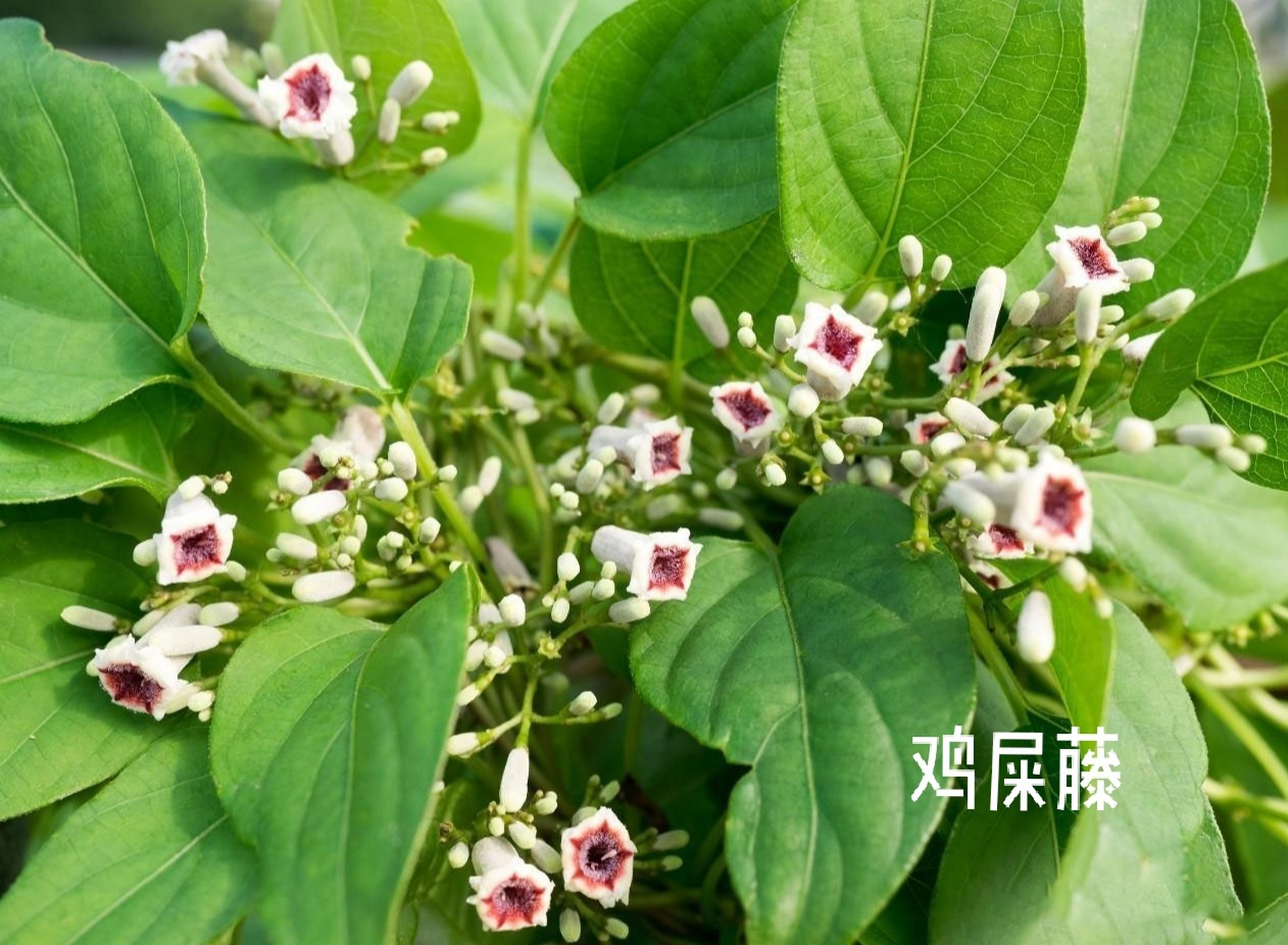 02鸡屎藤 鸡屎藤,中药名.