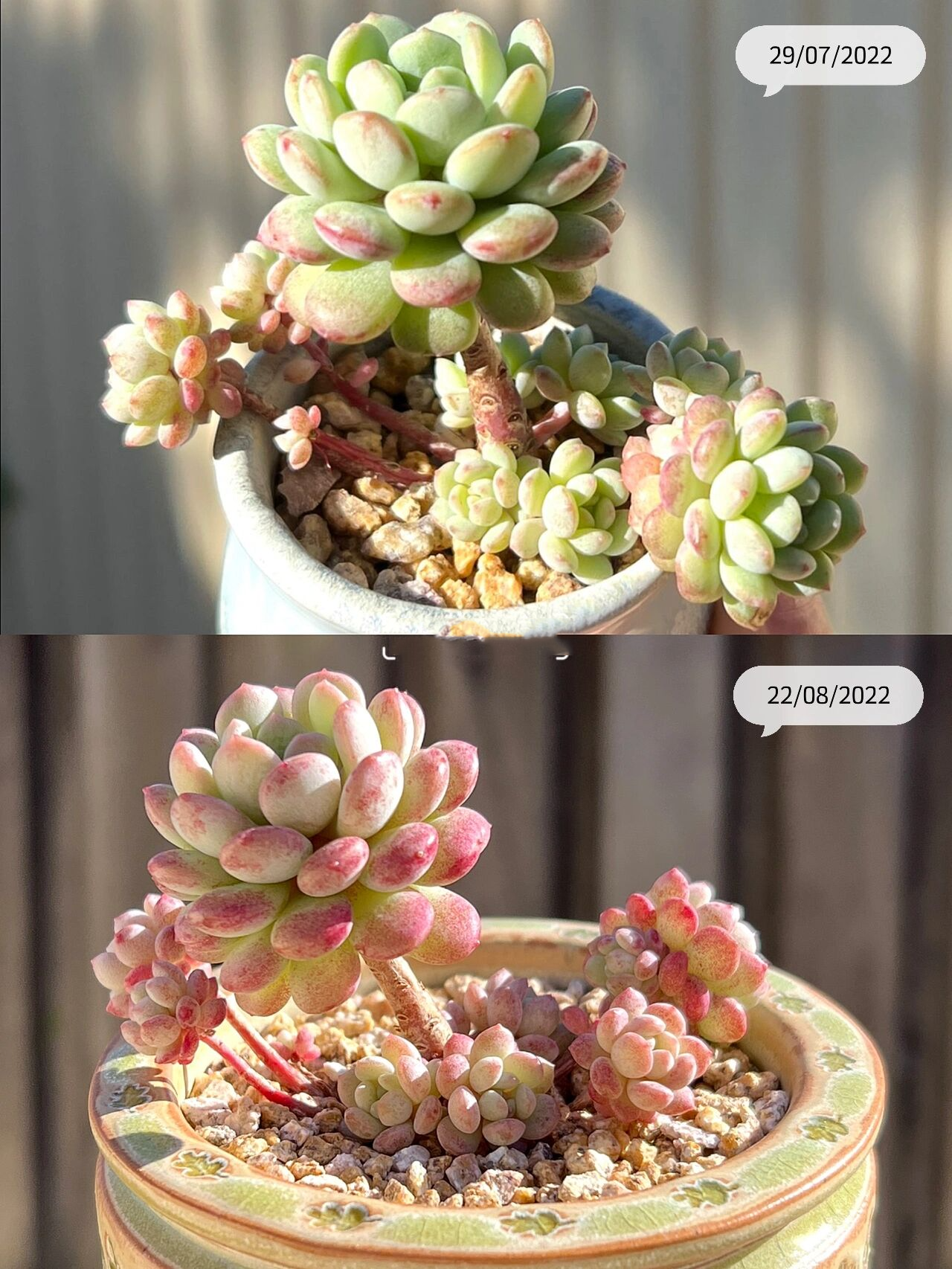 91多肉日记 | 一棵萌豆的前世今生99 这棵萌豆是今年重回肉坑入的