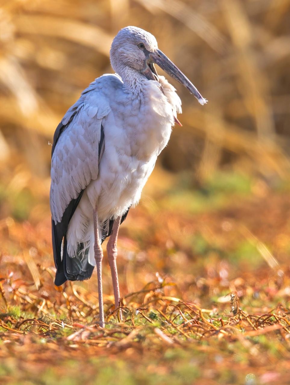仔细看它们的钳子嘴是没有办法完全闭合的,会留一个大缝,觅食的时候真