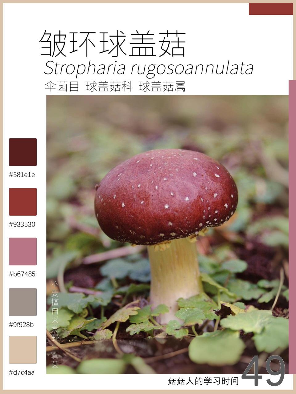 99中文名:皱环球盖菇,大球盖菇,皱球盖菇,酒红色球盖菇,斐氏球盖菇