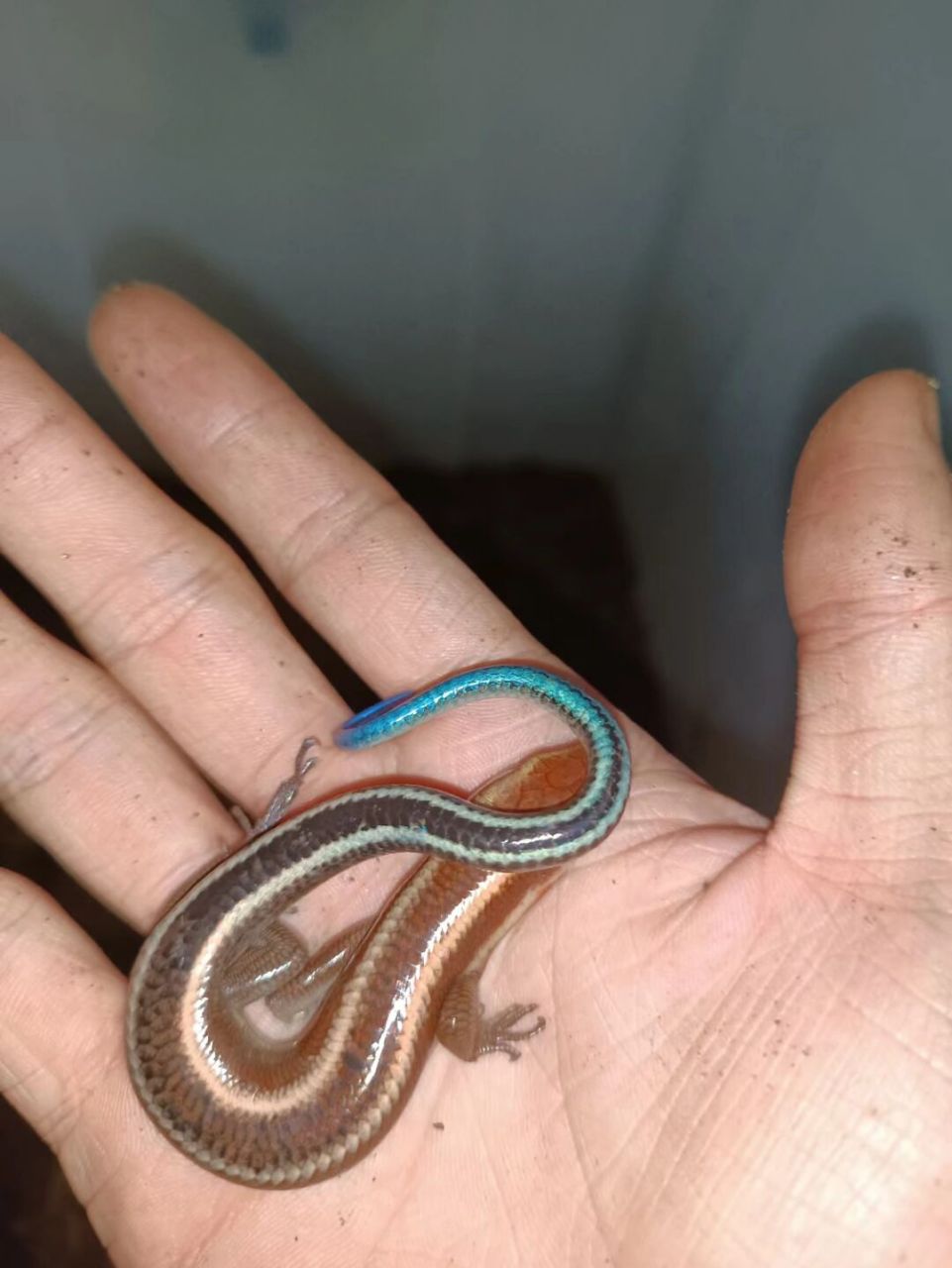 三种漂亮国产蜥蜴代表 虎纹捷蜥,沙漠型蜥蜴,非常好饲养.