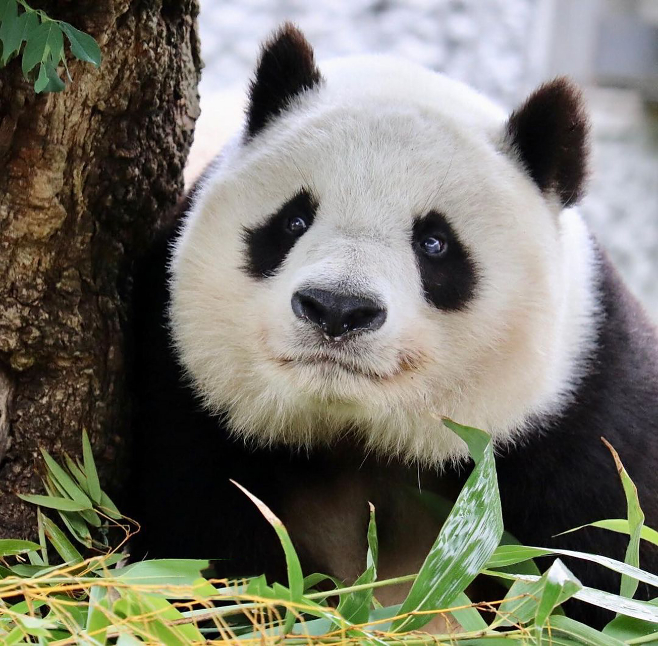 大熊猫旦旦超级童颜的小宝贝 嘻嘻一边看世界杯决赛一边刷熊猫94 刷