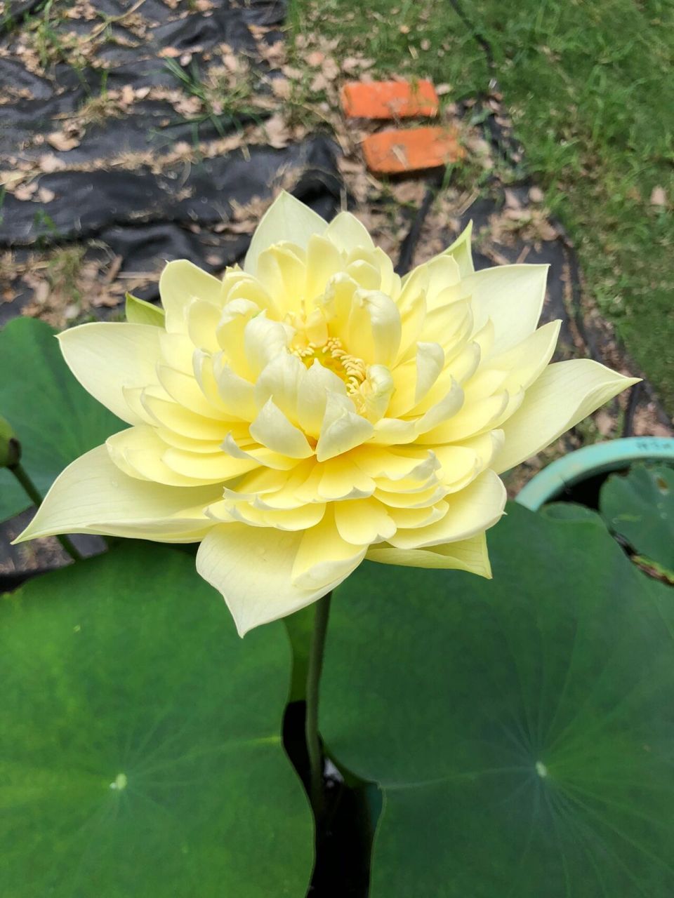 22年荷花no.5——秣陵秋色