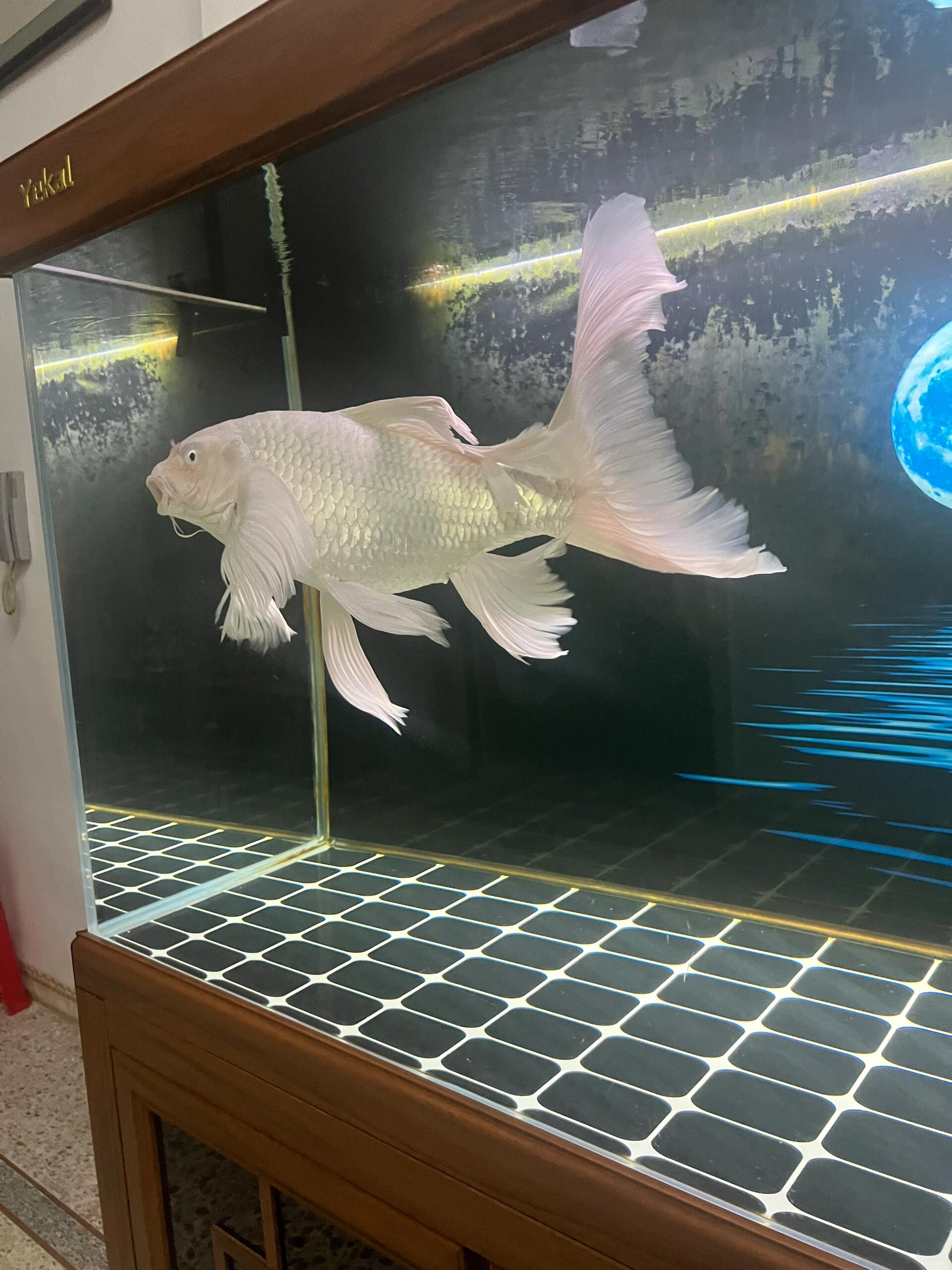 正宗台湾贵妃蝴蝶龙鲤精品普身蝴蝶鲤