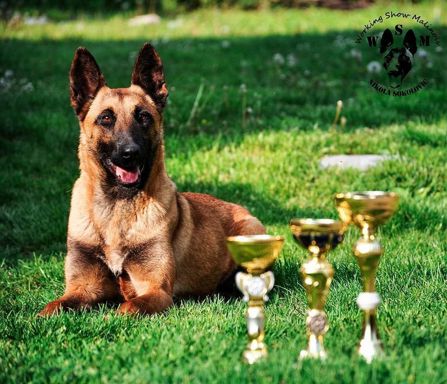 探析价格因素与市场趋势 导语:马犬作为一种备受喜爱的犬种,其价格受