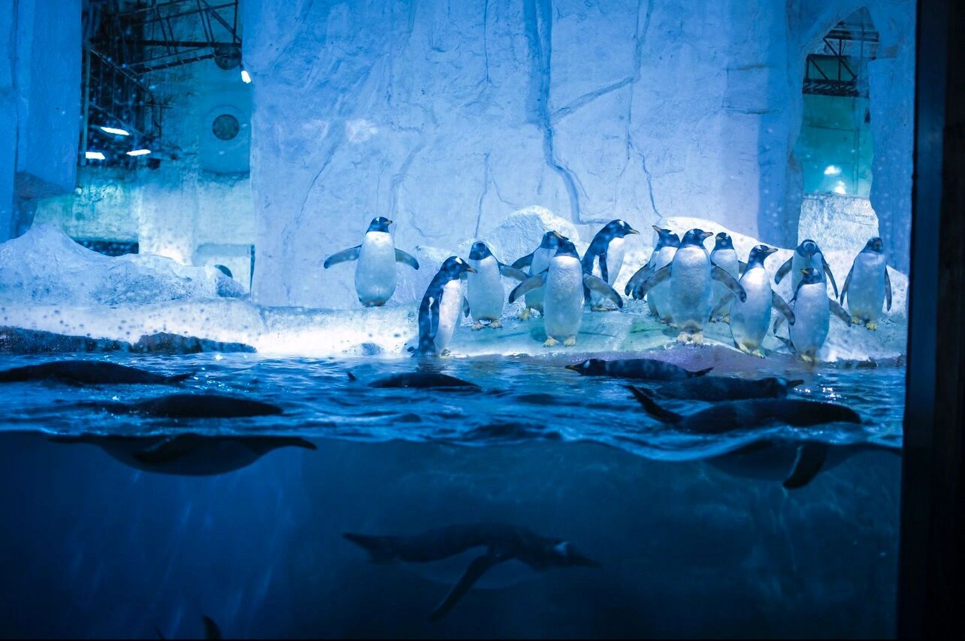 大连圣亚海洋世界|一整个爱住了97 6015任何人不知道大连这个