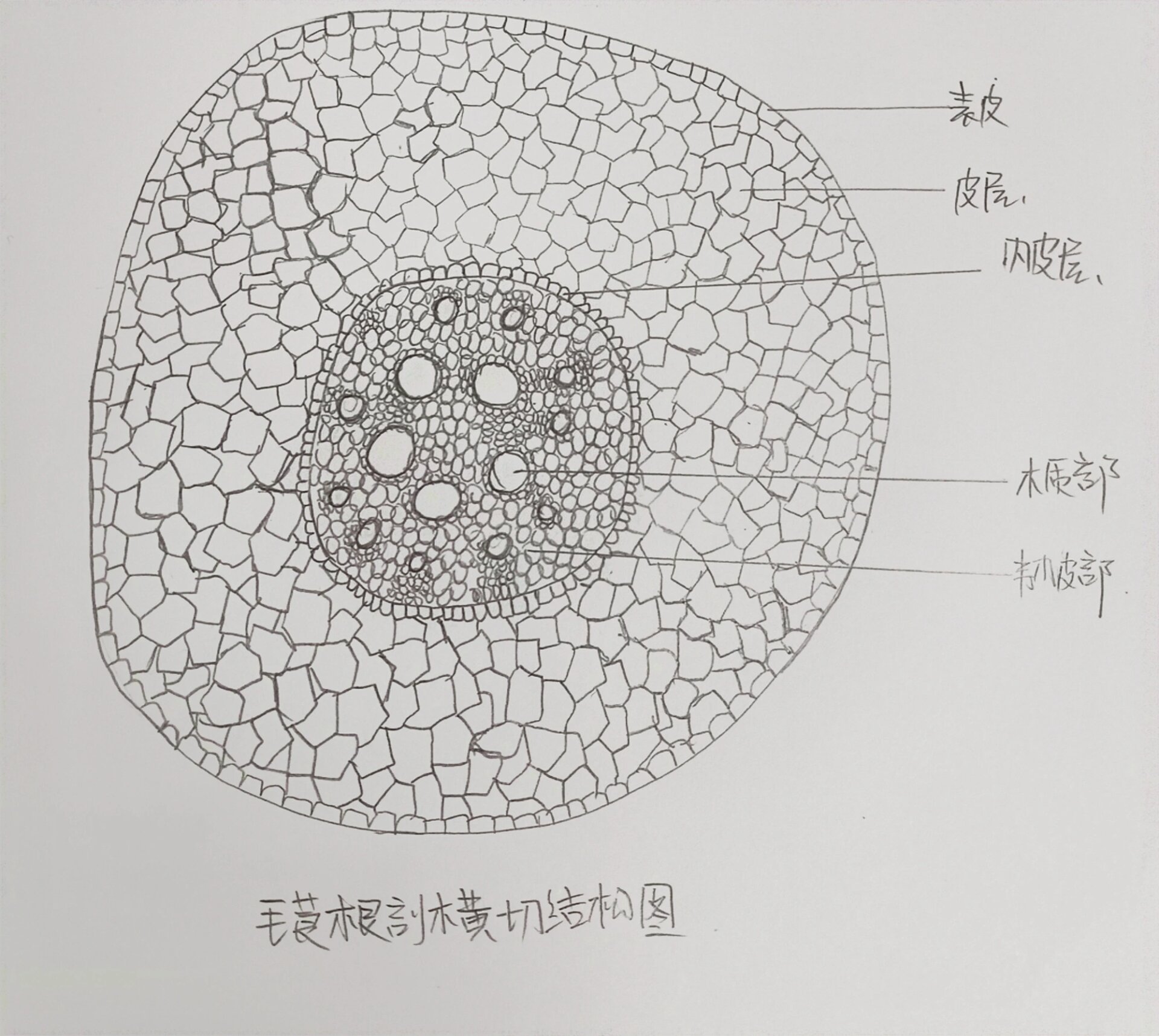 菹草叶横切面结构图图片