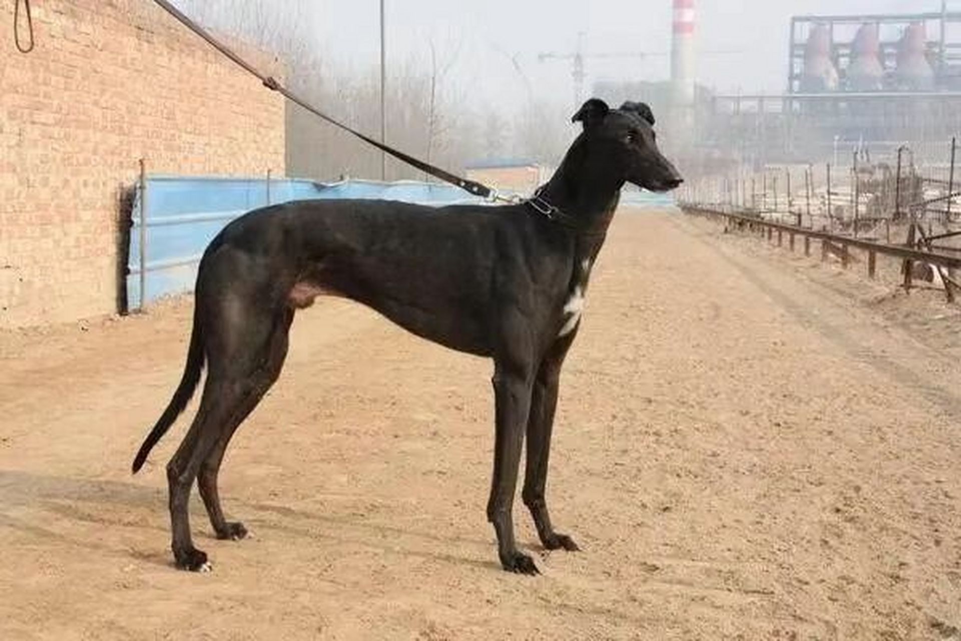 细狗也称之为细猎狗,山东细犬,细犬,尖脸.