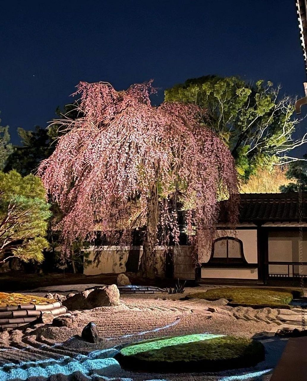 高台寺的这株枝垂樱,与周围的的建筑与枯山水相呼应.