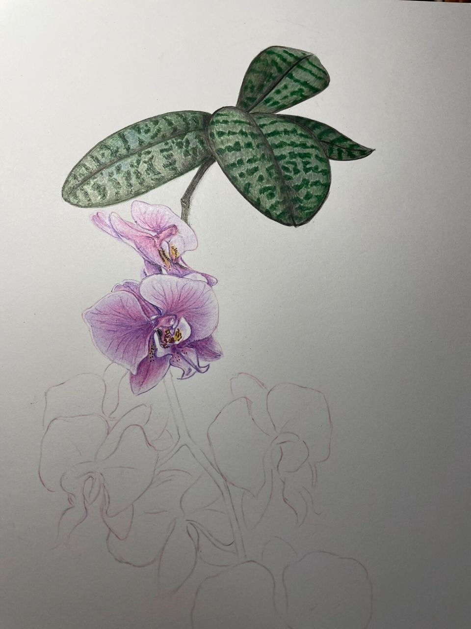 彩铅蝴蝶兰no.86～西雷丽粉蝴蝶 彩铅蝴蝶兰～西雷丽粉蝴蝶 素材来自