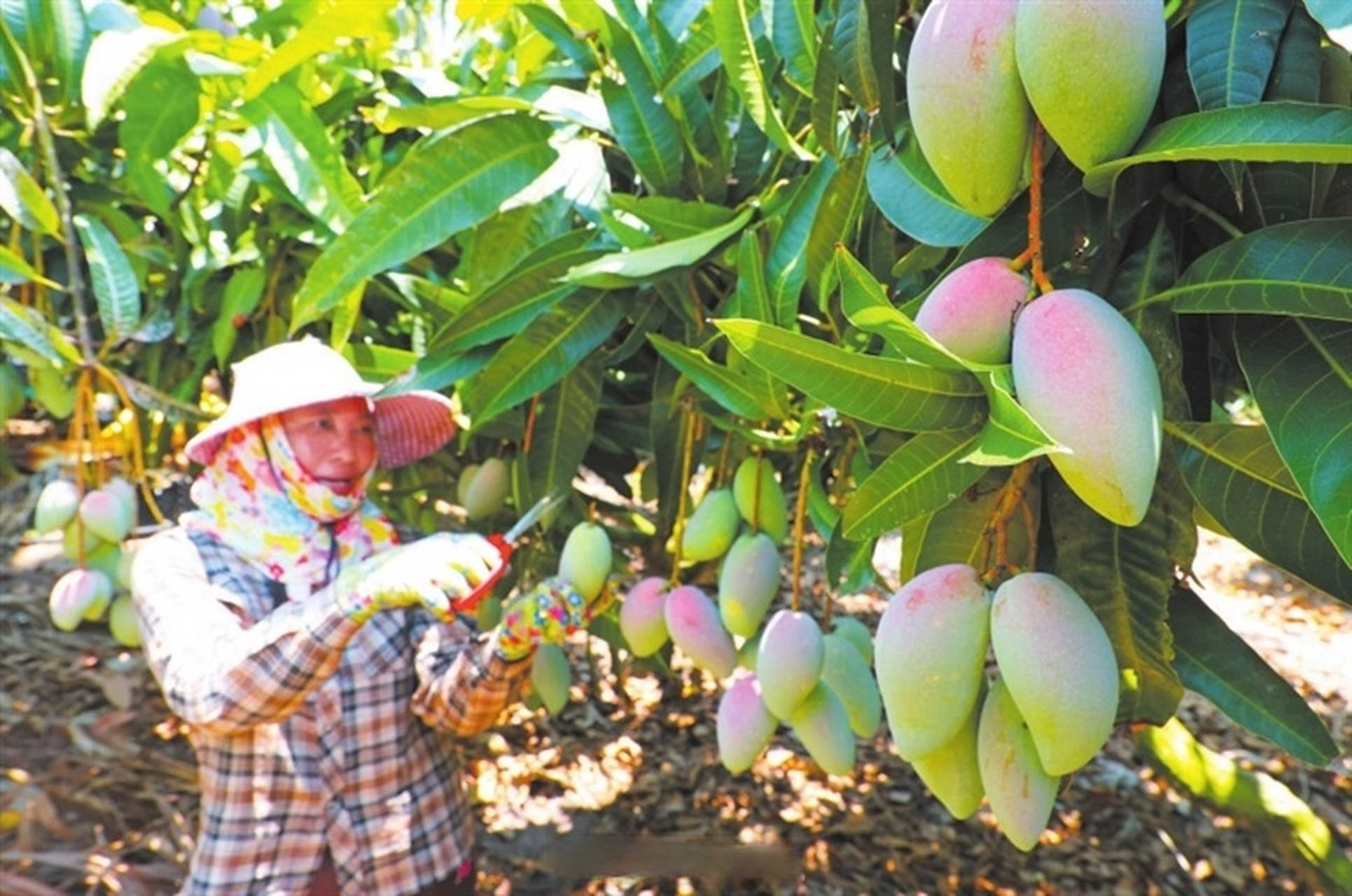 【#三亚芒果采摘季#农民致富"芒"】5月15日,位于崖州区的一家大型物流