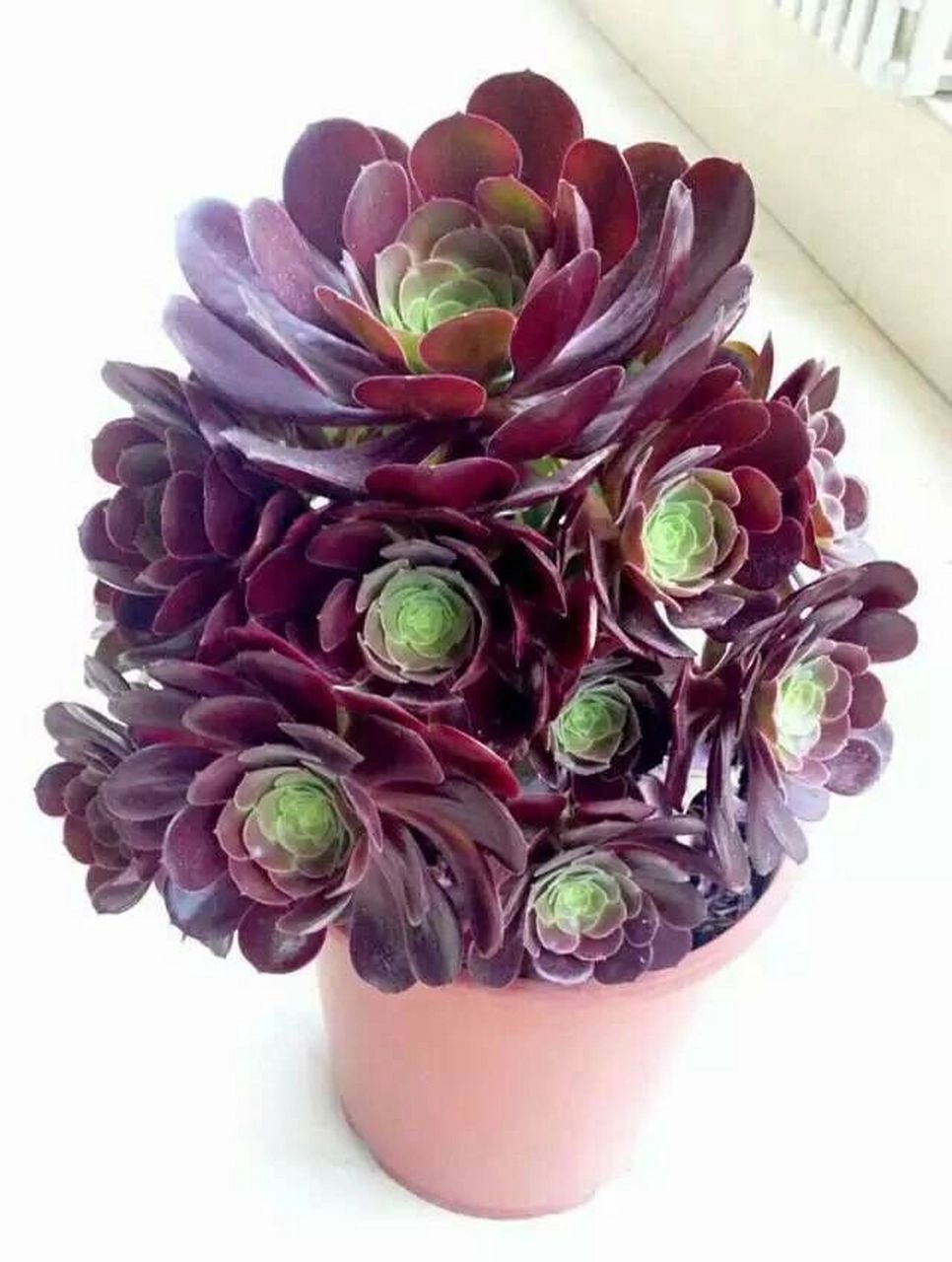 每天认识一种多肉 黑法师 	 黑法师景天科莲花掌属多肉植物(草本植物)