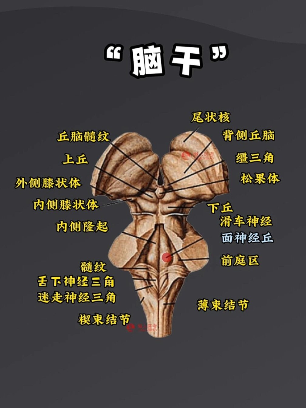 脑干 🧠脑干