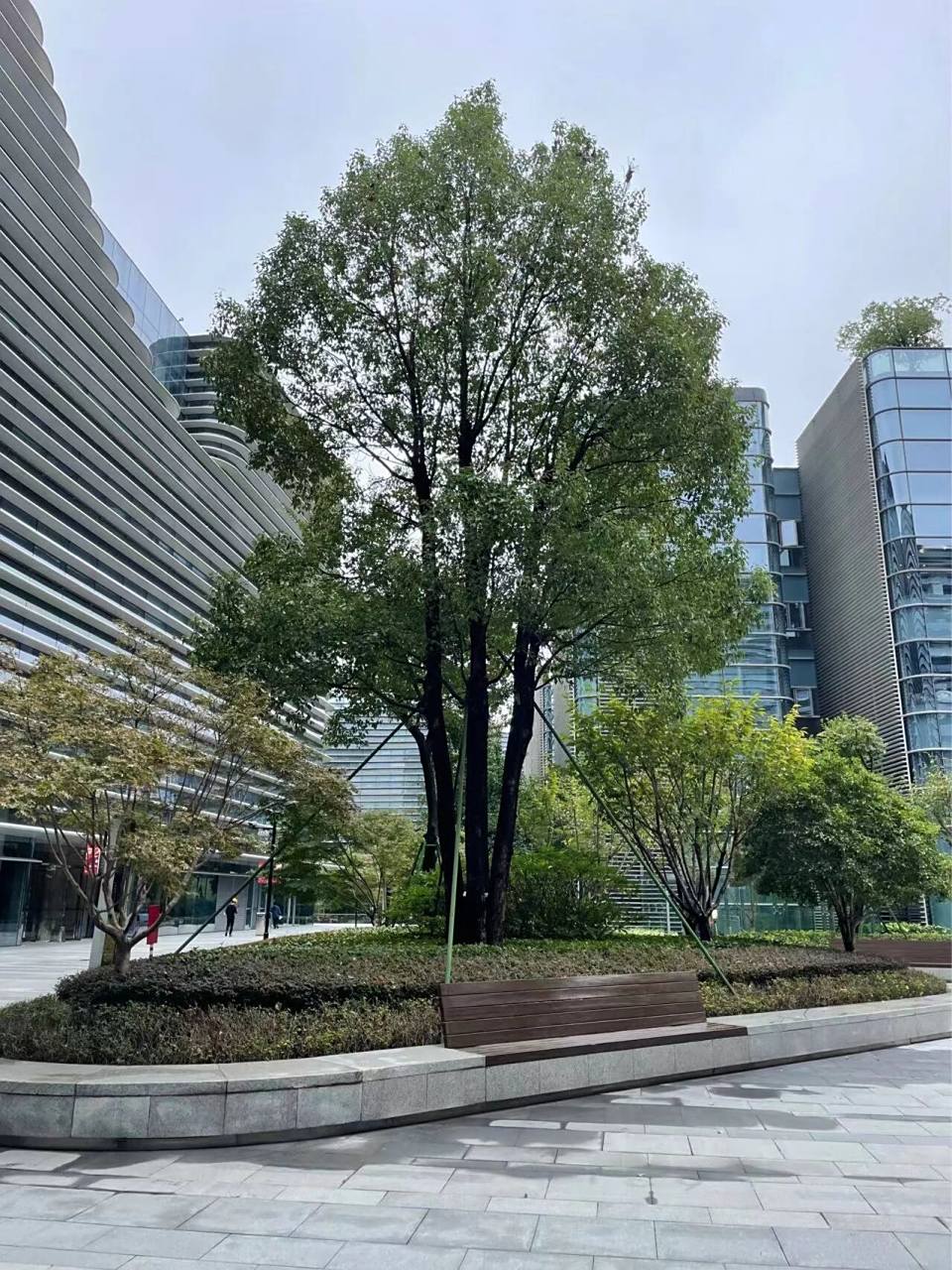 多杆香樟树形 多杆香樟还是很有气势,市面上好苗很少.这些都是平时号