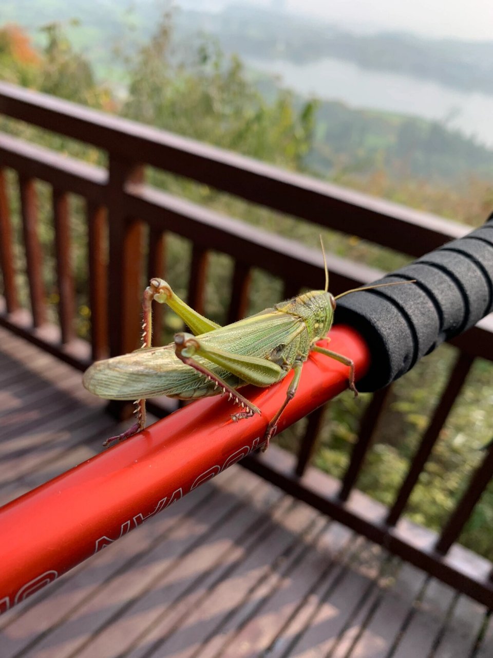 一次在北京见到超大蚂蚱,秋风起,蚂蚱也快不行了,都是老态龙钟的样子