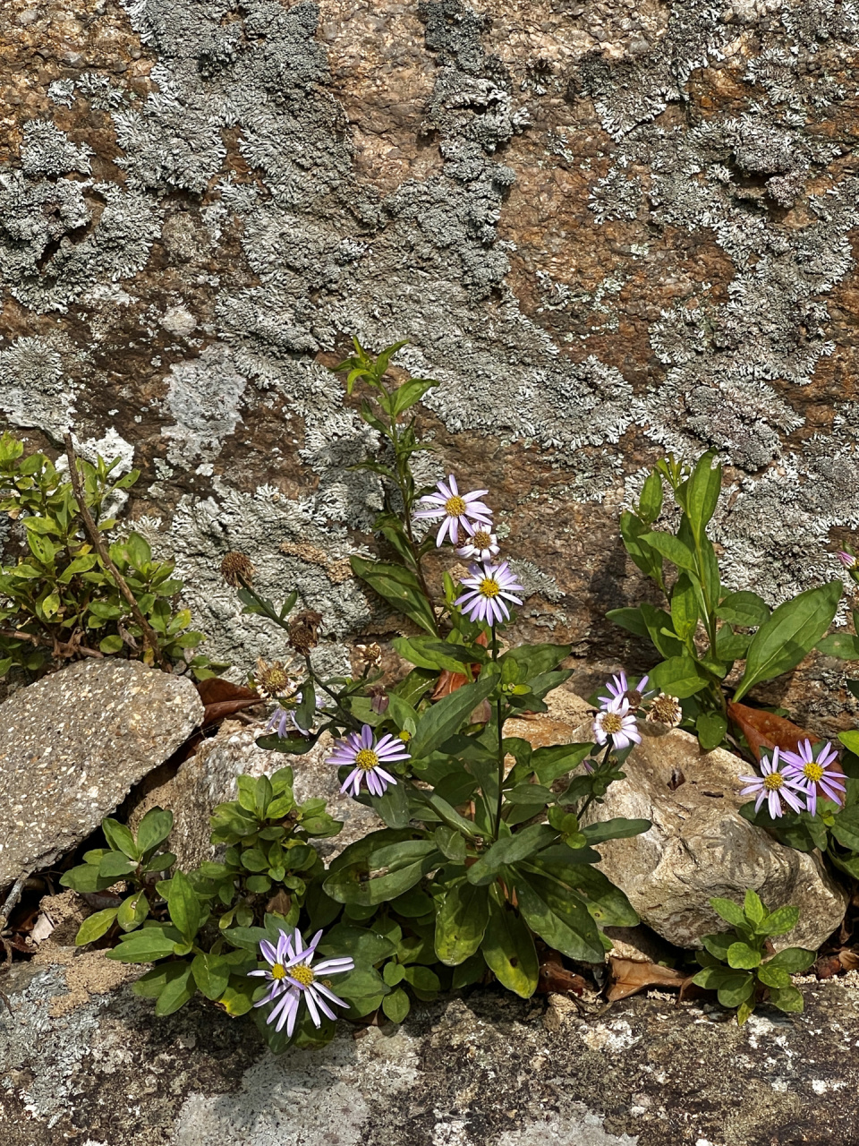 是菊科,马兰属多年生草本植物,根状茎有匍枝,茎直立,高可达70厘米