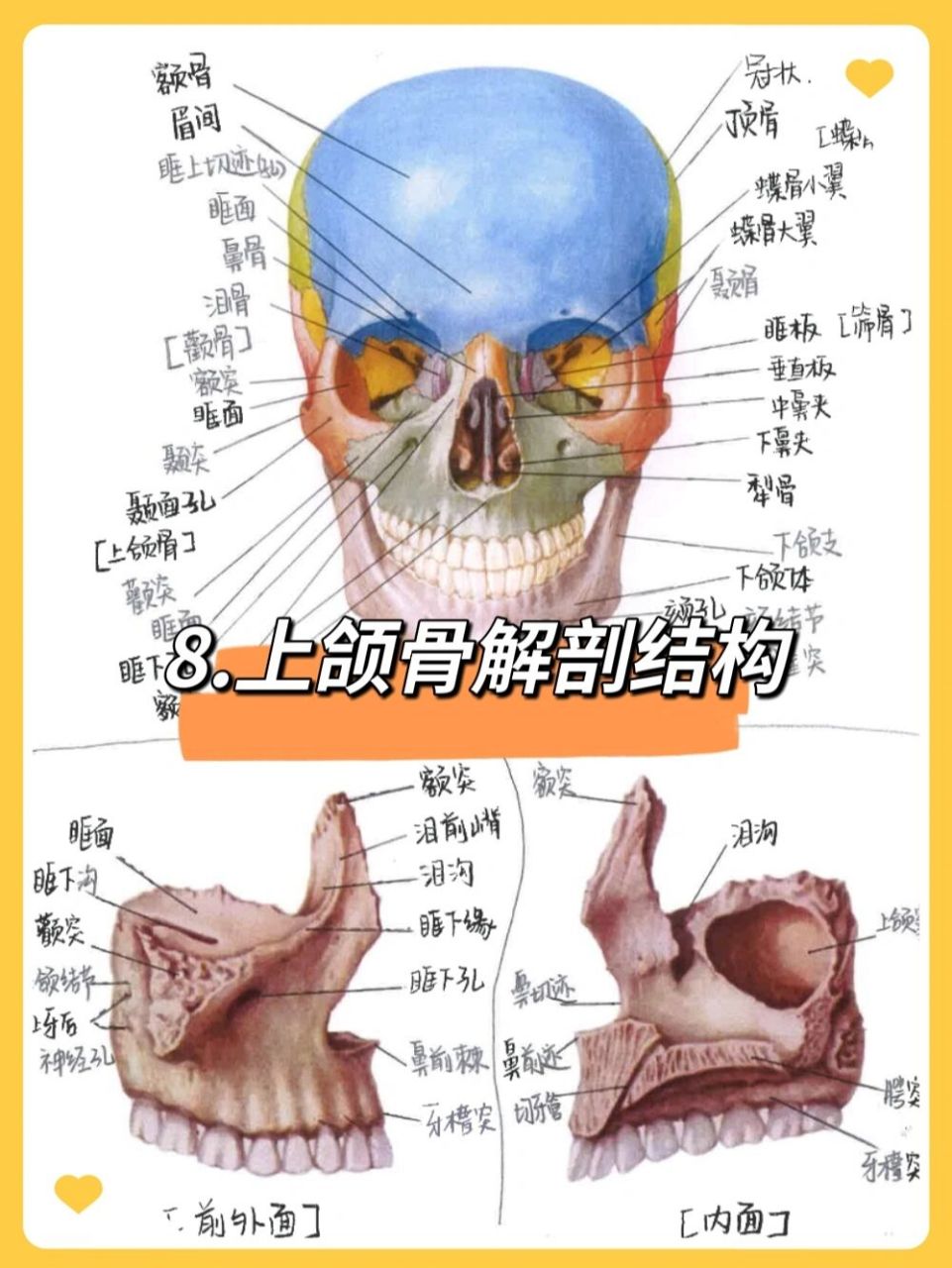 脸部结构骨头图片