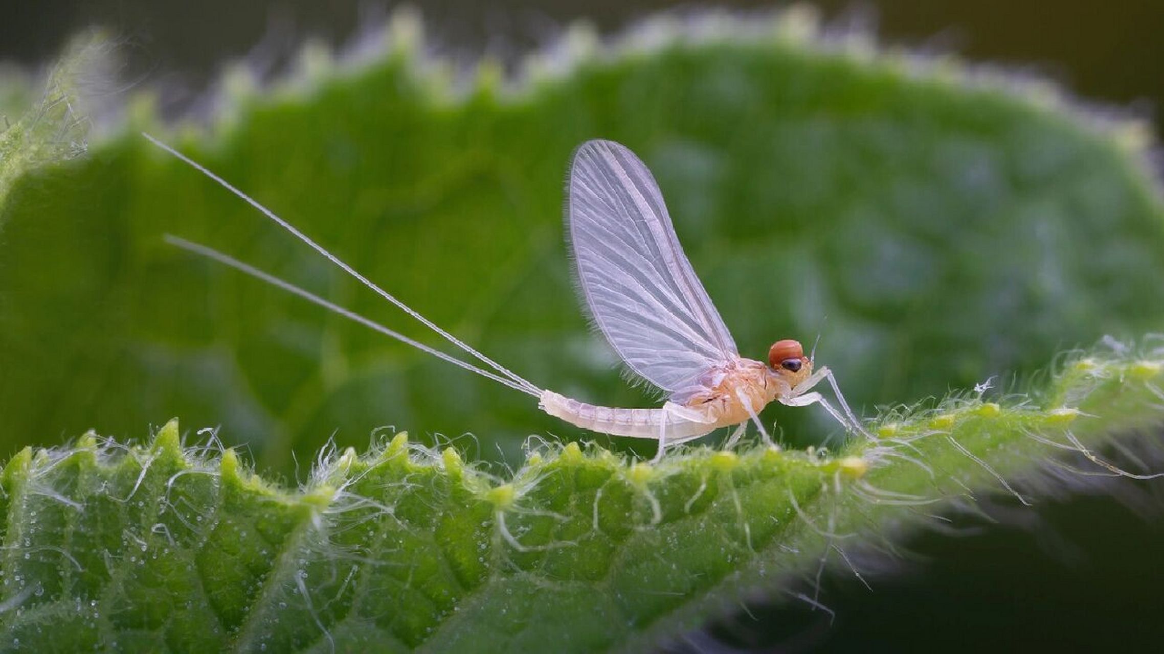 蜉蝣的介绍 蜉蝣目(英文:mayfly,学名:ephemeroptera)通称蜉蝣,具有