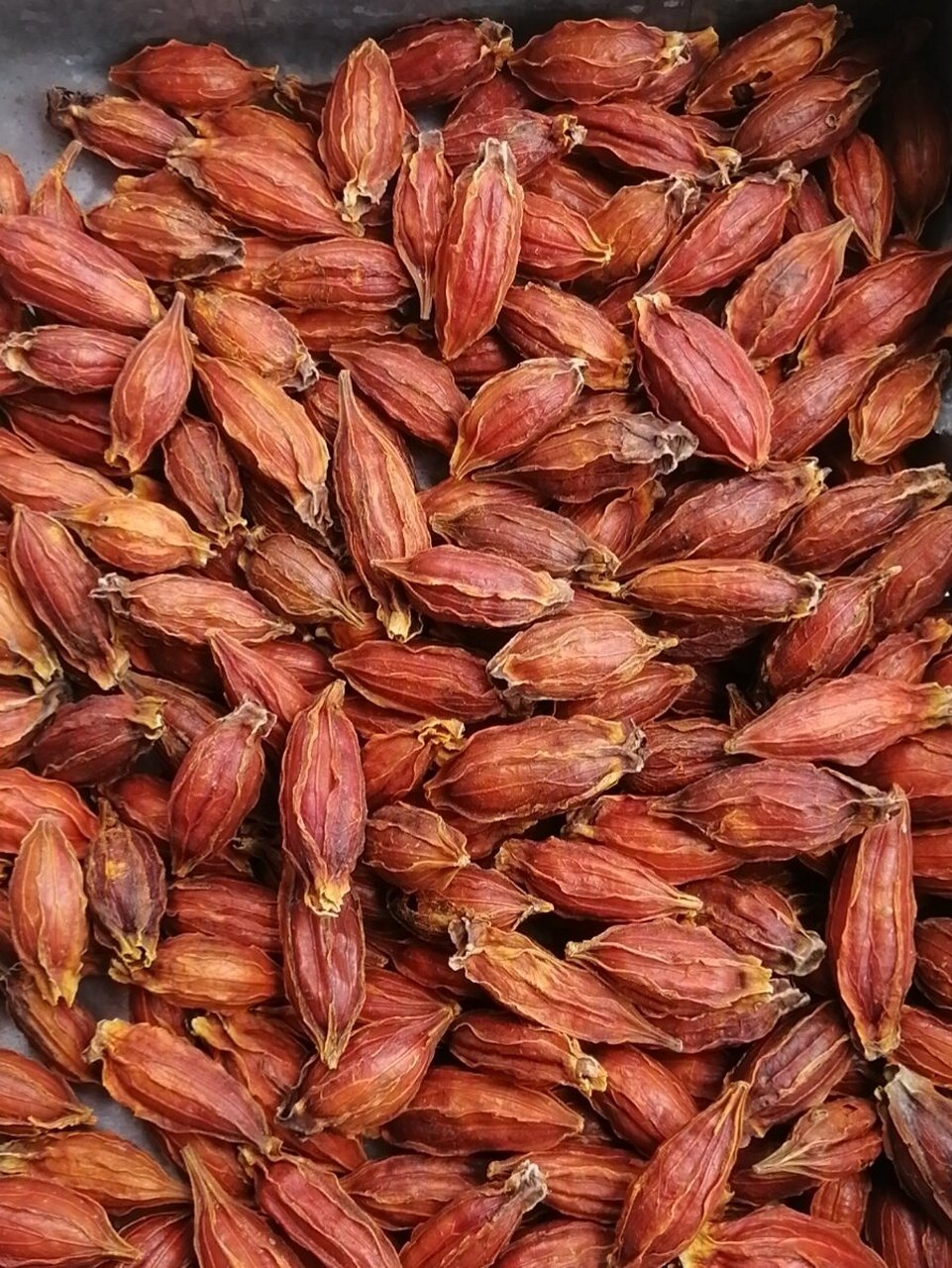 栀子花果实 灌木,高0.3-3m;嫩枝常被短毛,枝圆柱形,灰色.
