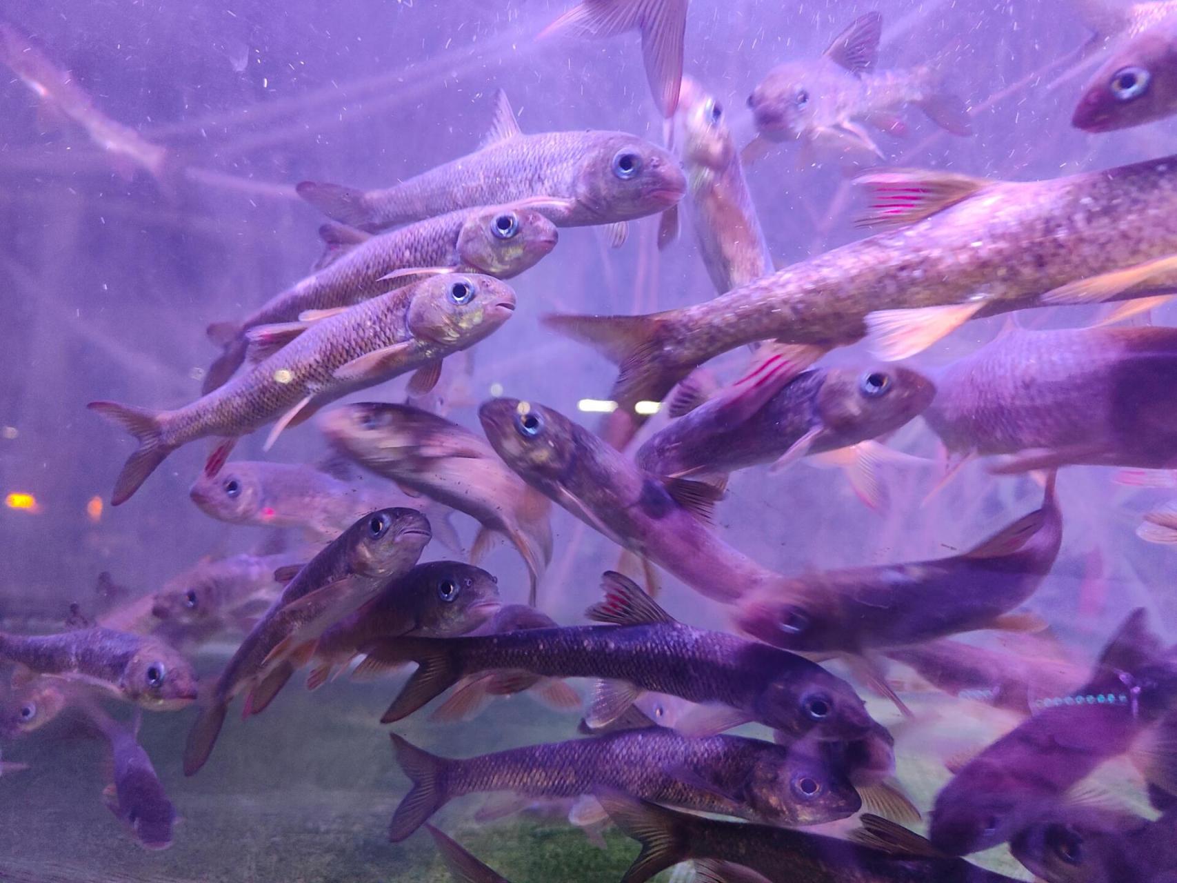 泰山特色名吃 泰山赤鳞鱼,只能在泰山水域存活,指头大小,一条49嘿嘿嘿