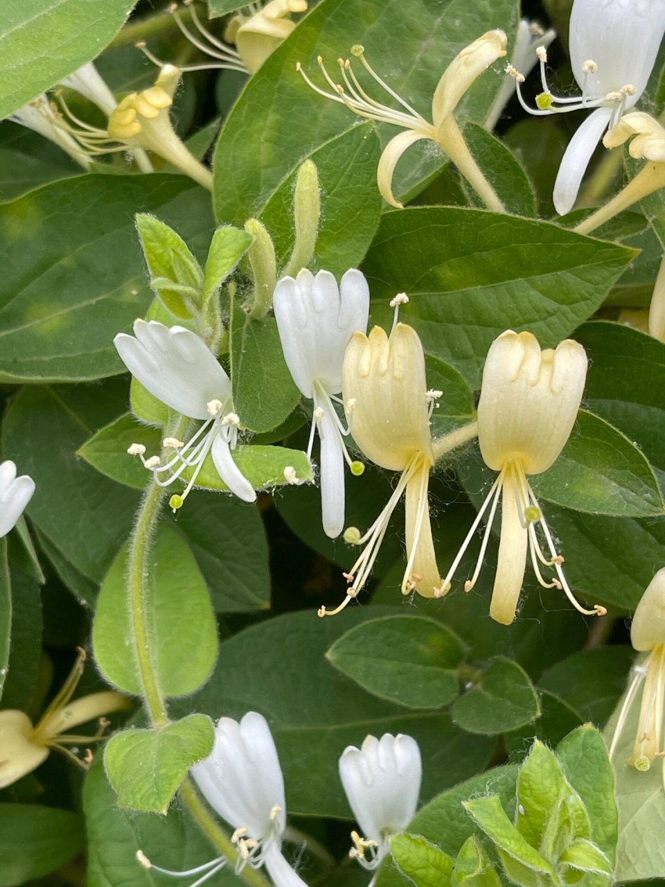 金银花其藤蔓为:忍冬藤 经冬不凋名 金银花其藤蔓为:忍冬藤 经冬不凋