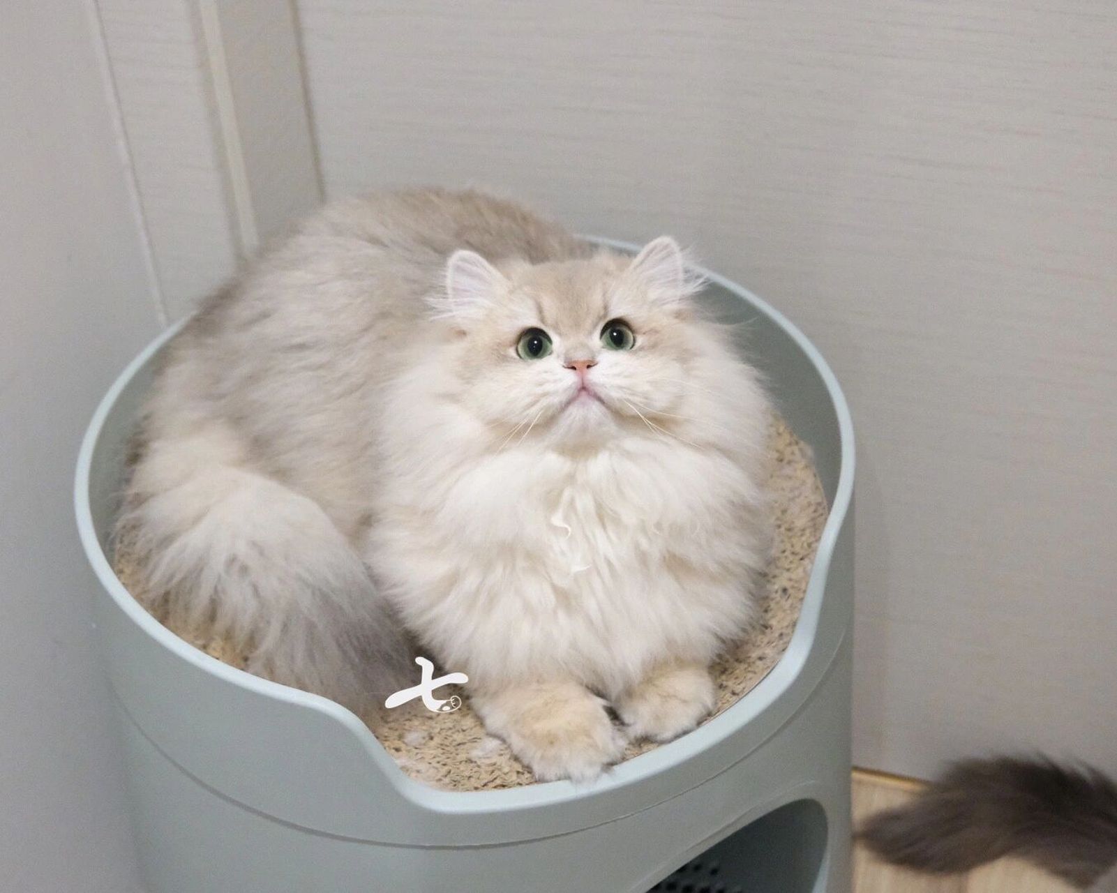 蓝金渐层长毛78你看着很有礼貌 乖乖小朋友长大了 22年中下旬加入