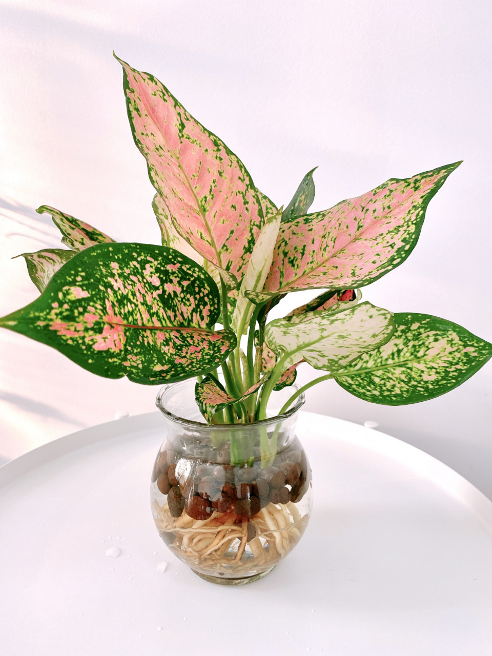 水培植物 如意皇后 寓意吉祥如意,叶色美丽,粉色叶片上夹杂着绿色斑点