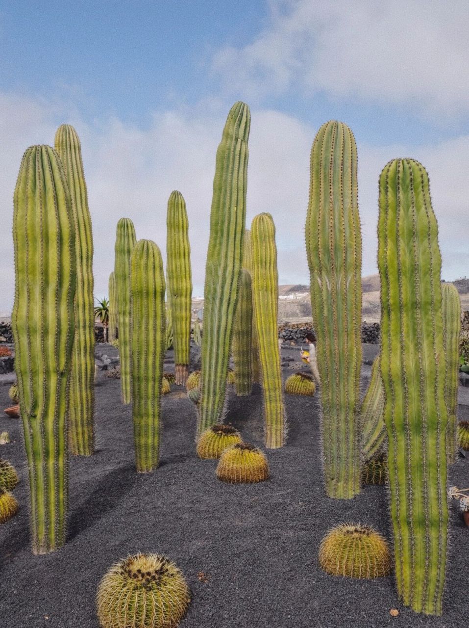 仙人掌91|沙漠里野蛮生长的植物王者 作为一名植物killer 在沙漠之