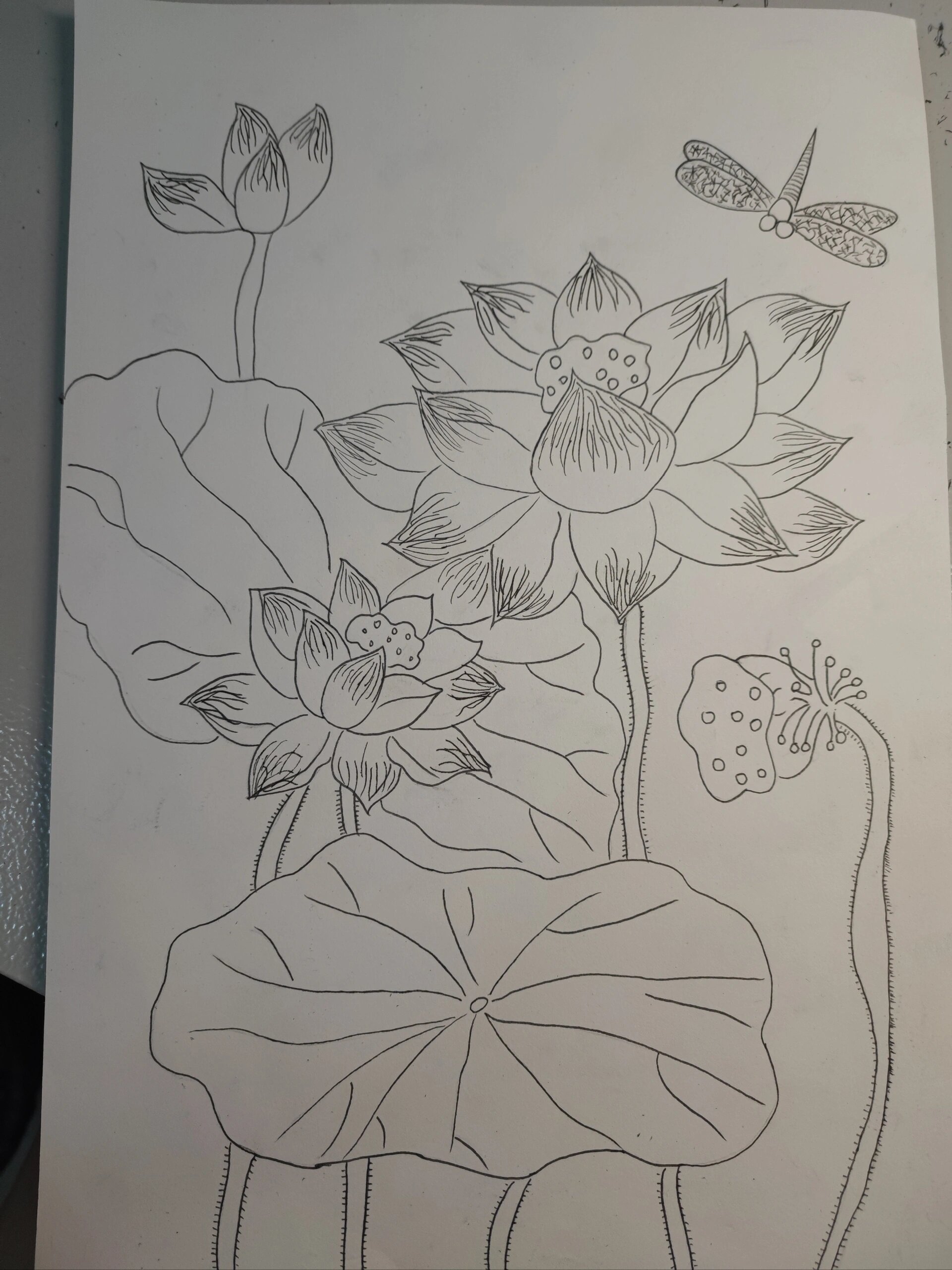 素描荷花 素描速写荷花