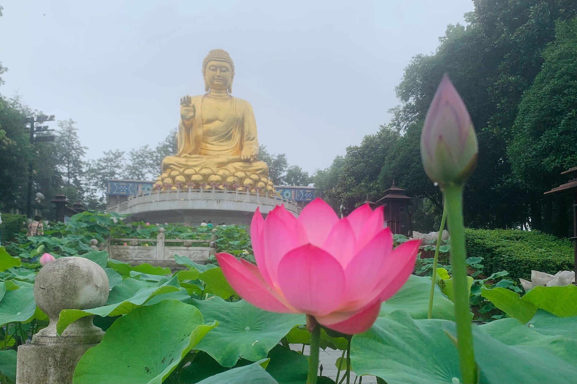 一朵莲花佛教图片