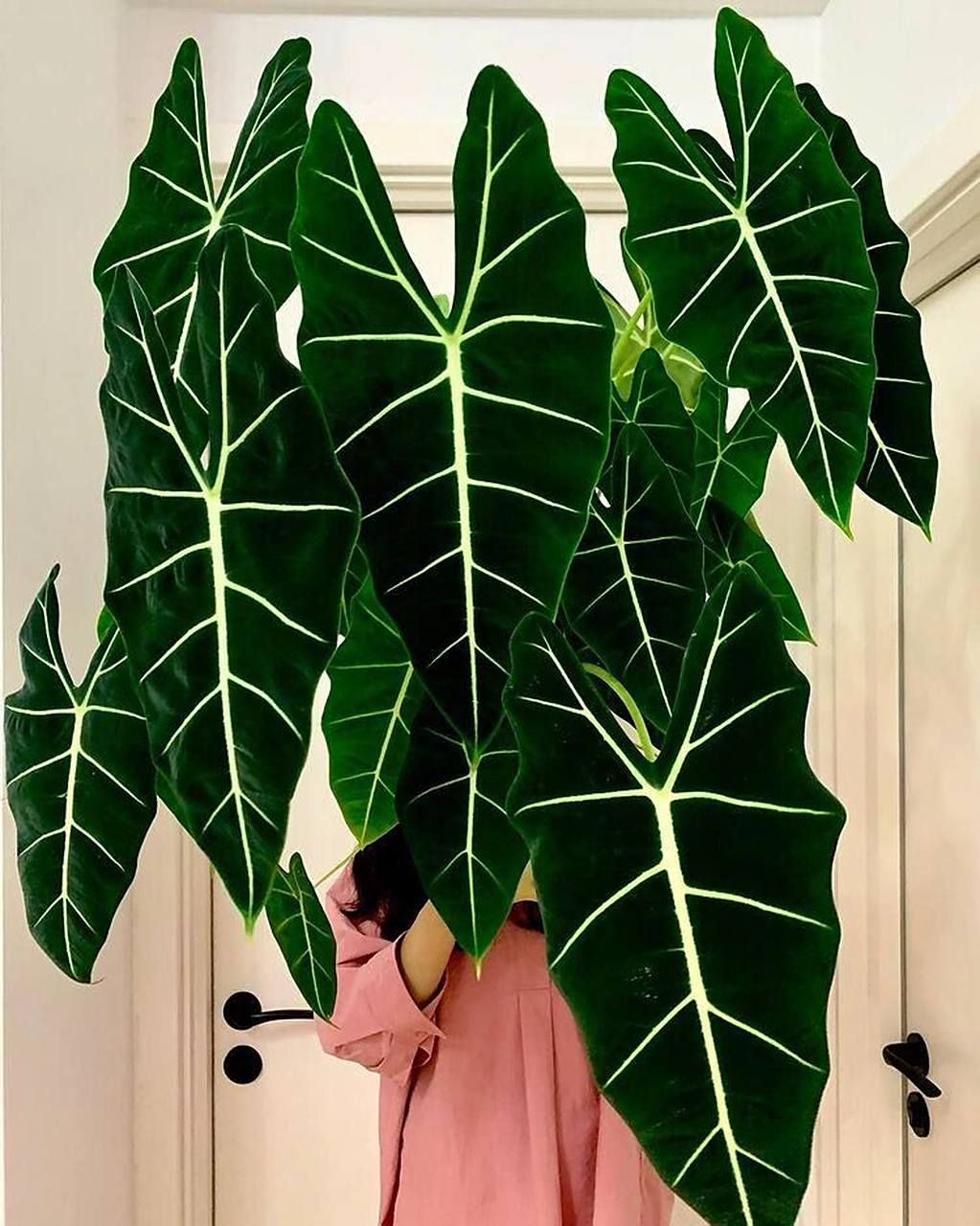 绒面海芋的代表作,华贵丝绒质感,墨绿色的叶肉和白色的叶脉对比鲜明!