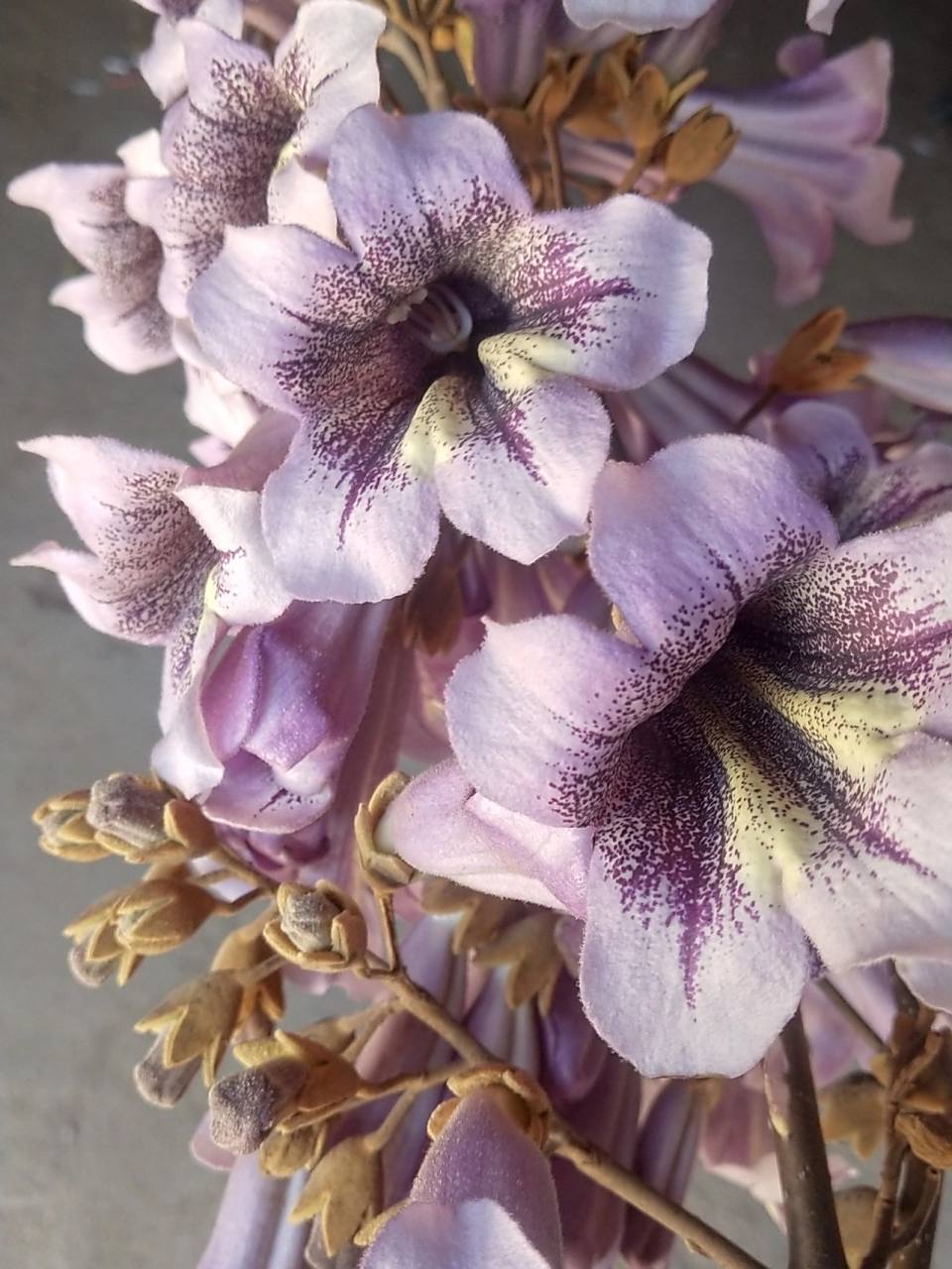 梧桐树开花啦 今天去厂子干活,回来时看到角落里的一棵梧桐树开花啦