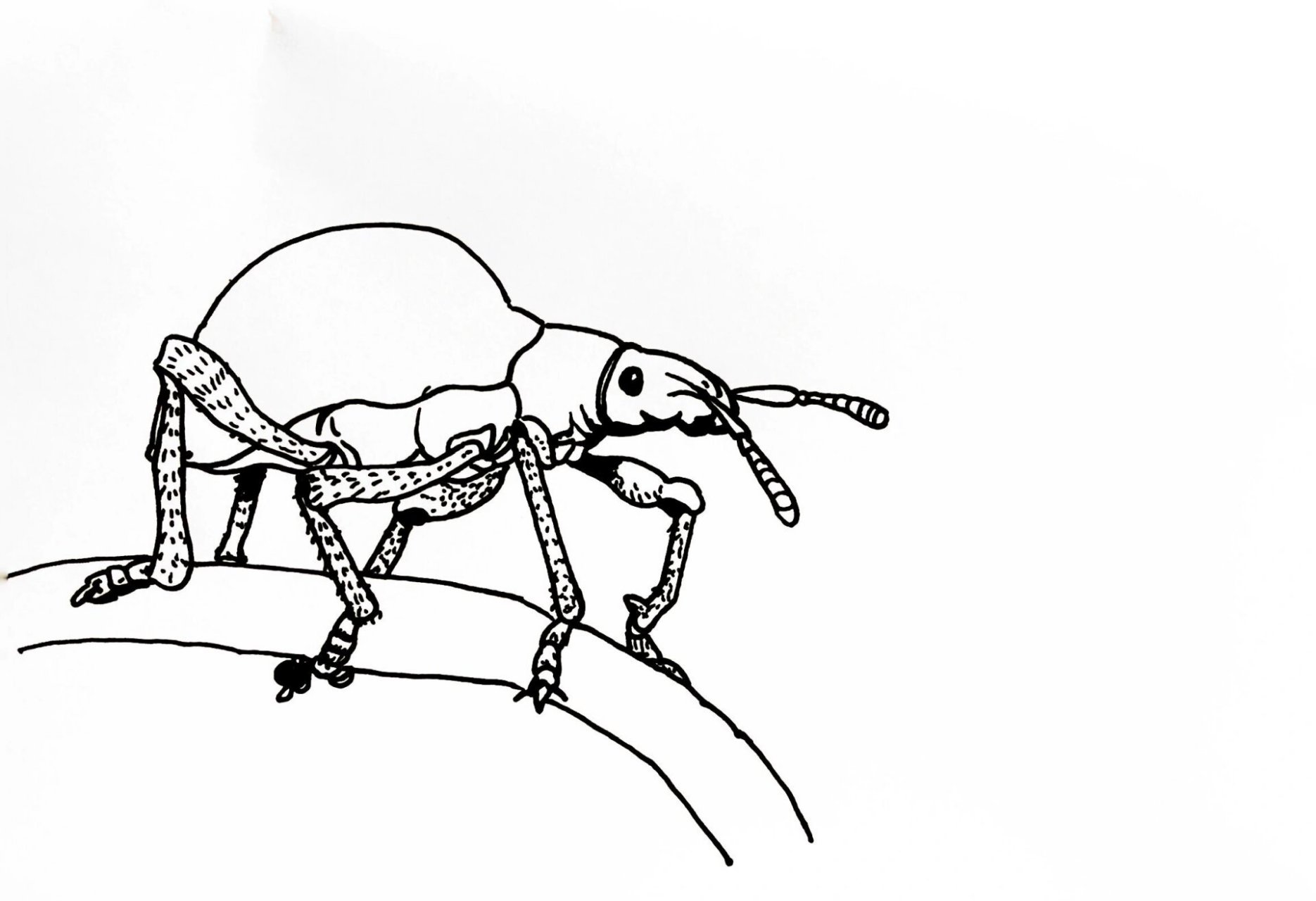 象甲,俗称象鼻虫.全世界已记载50000种以上,分布遍及全球.